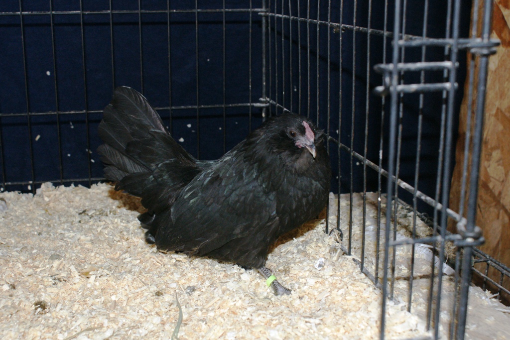 black d'anver hen