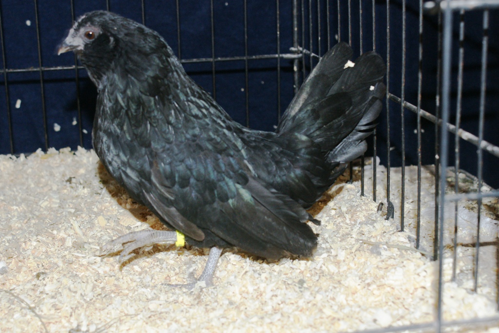 black d'anver pullet