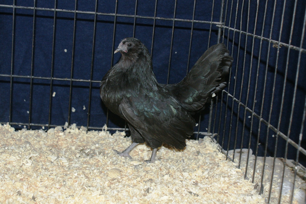 black d'anver pullet