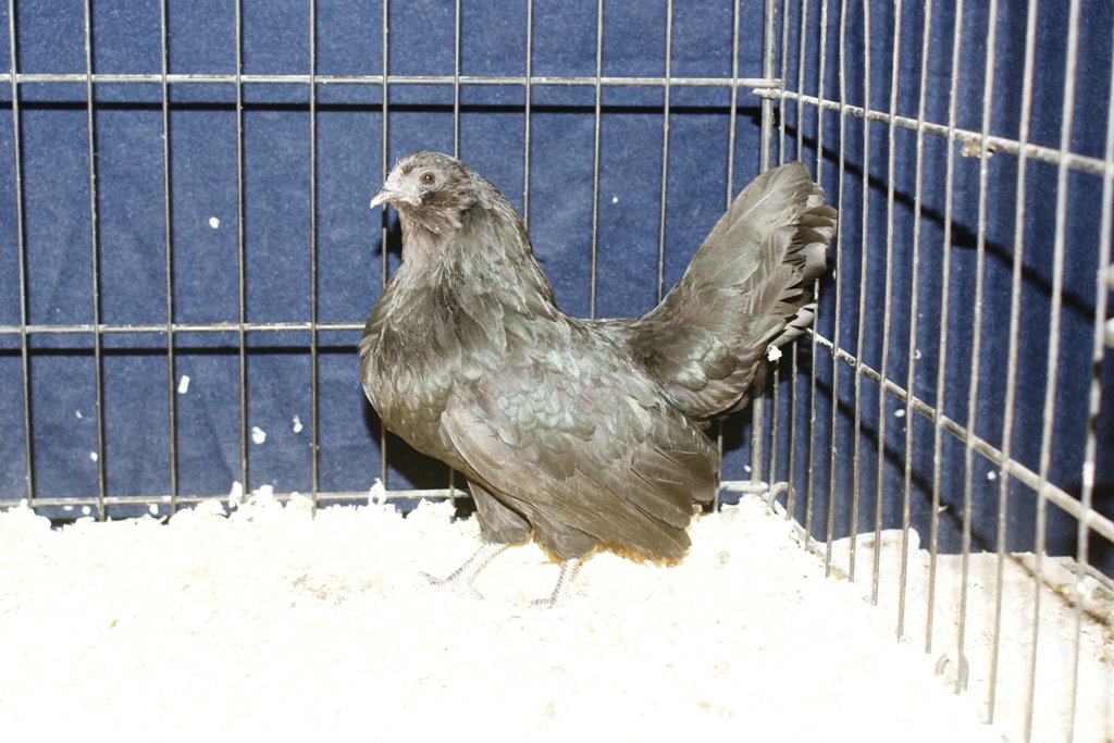 black d'anver pullet