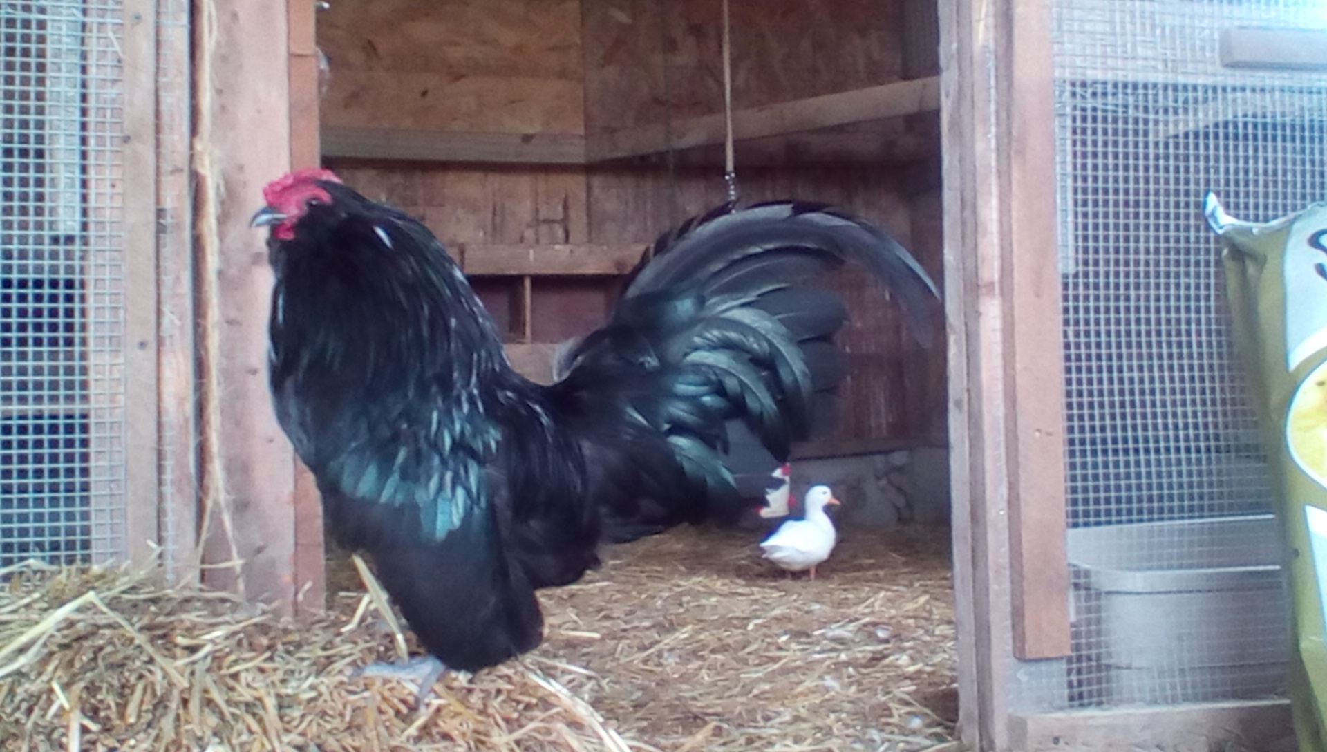 Black d'Anver rooster