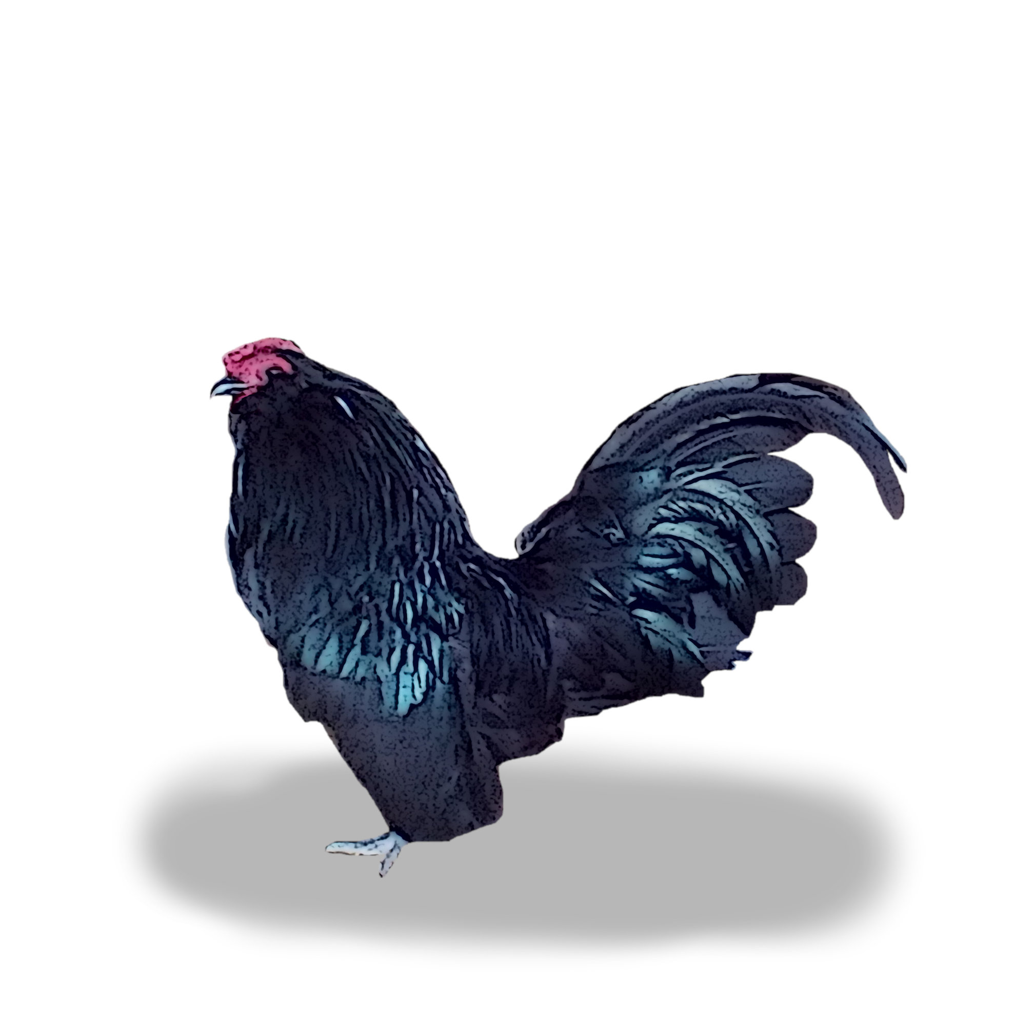Black D'Anvers Rooster