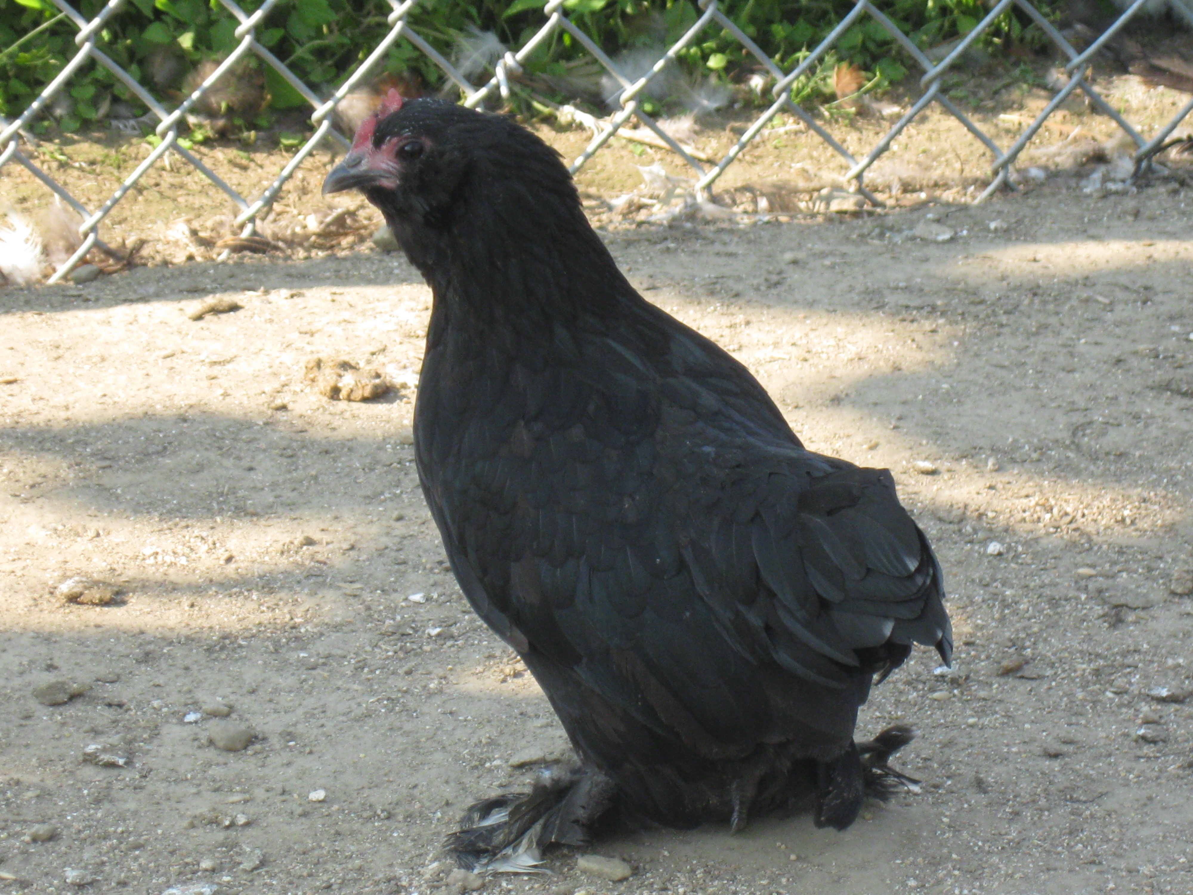 Black d'Uccle hen