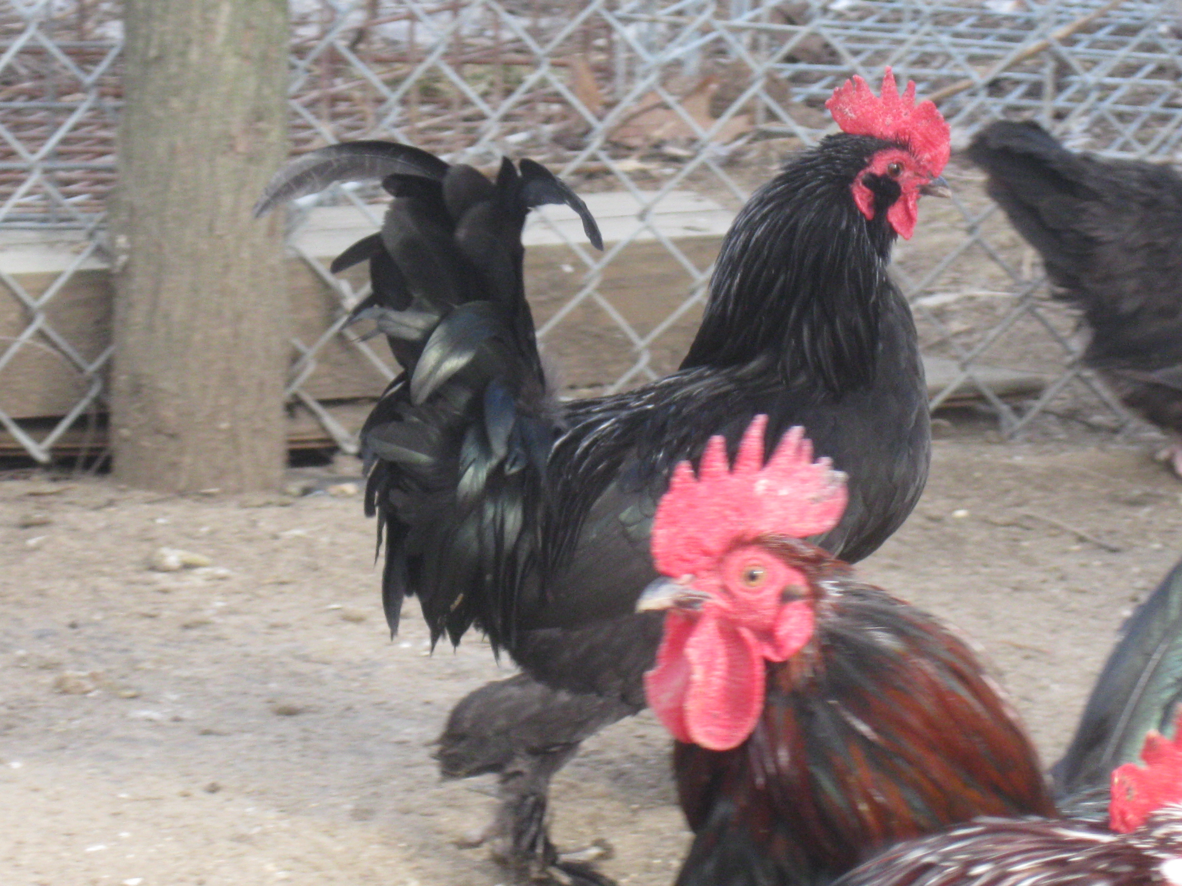 Black d'Uccle rooster