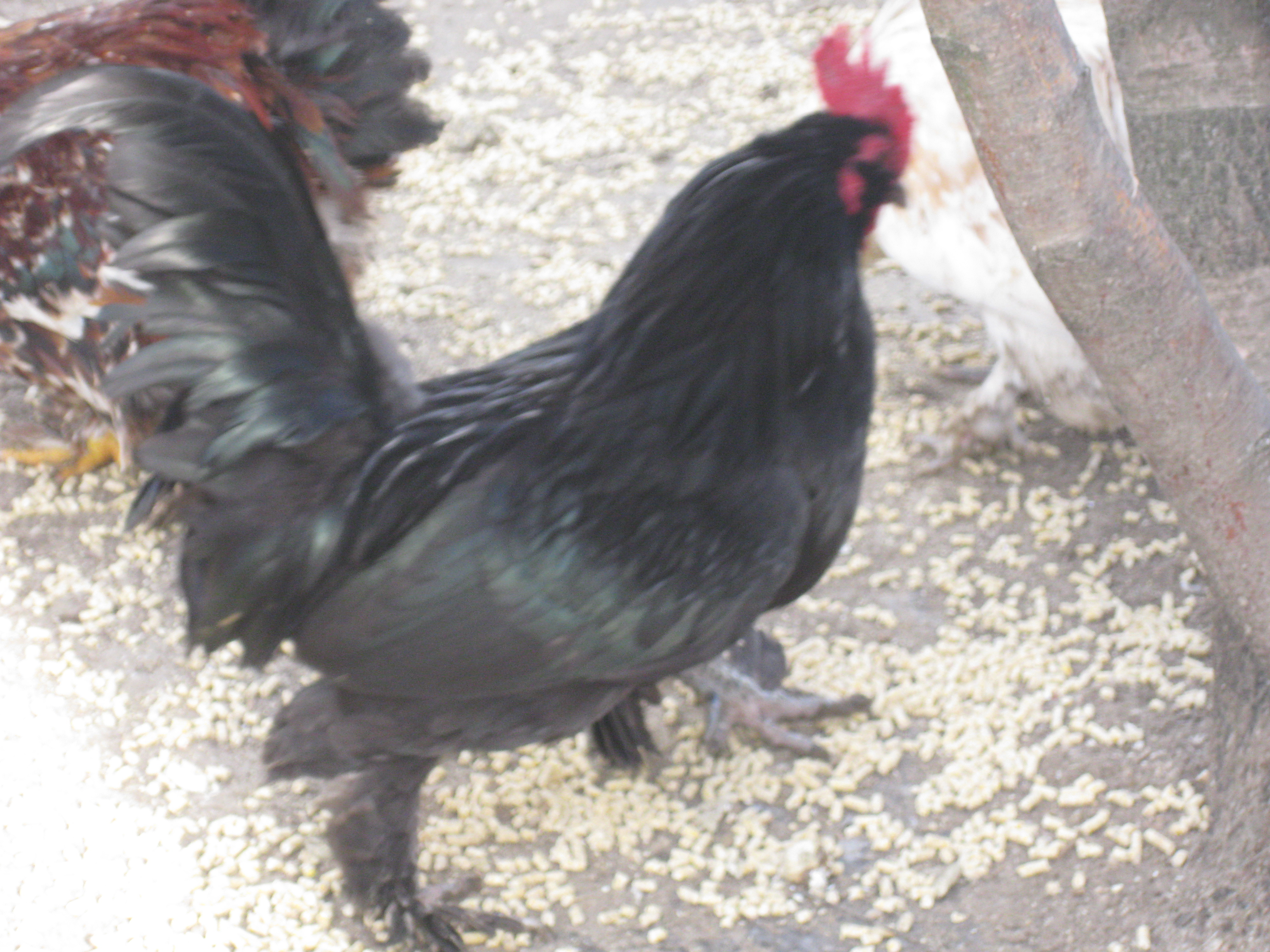Black d'Uccle rooster