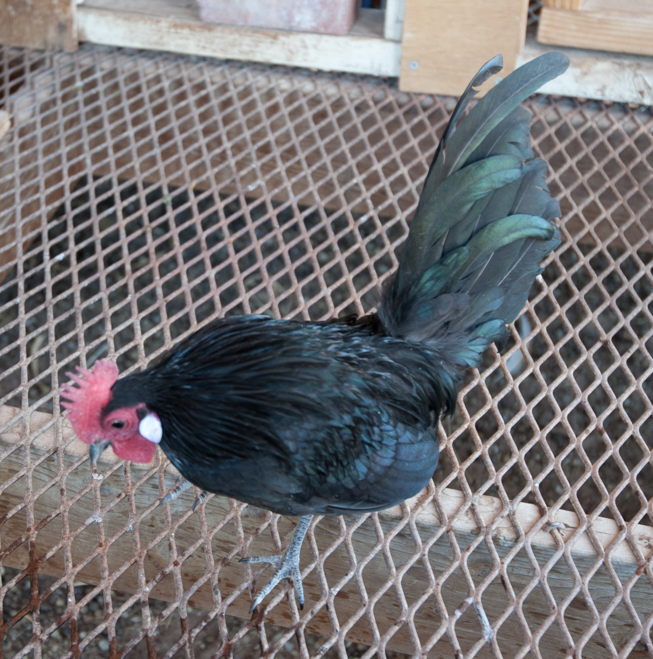 Black Dutch Cockerel