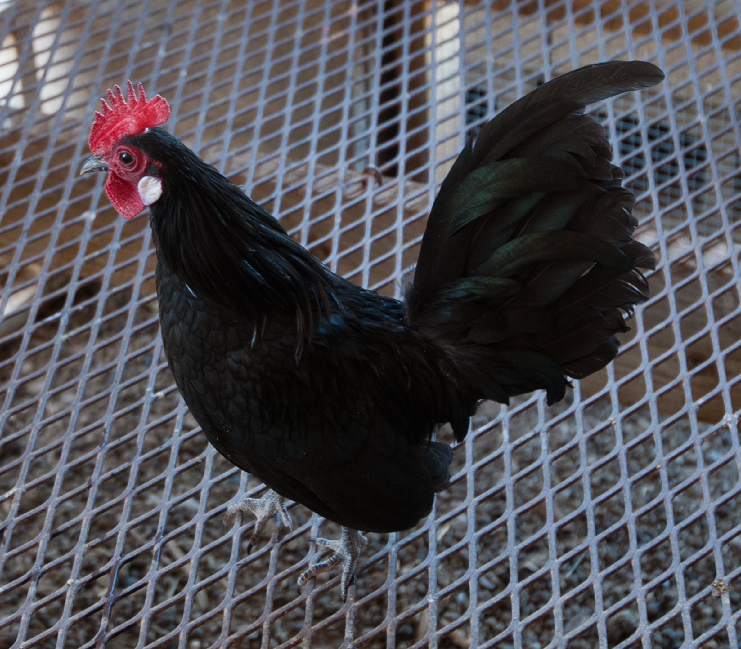 Black Dutch cockerel