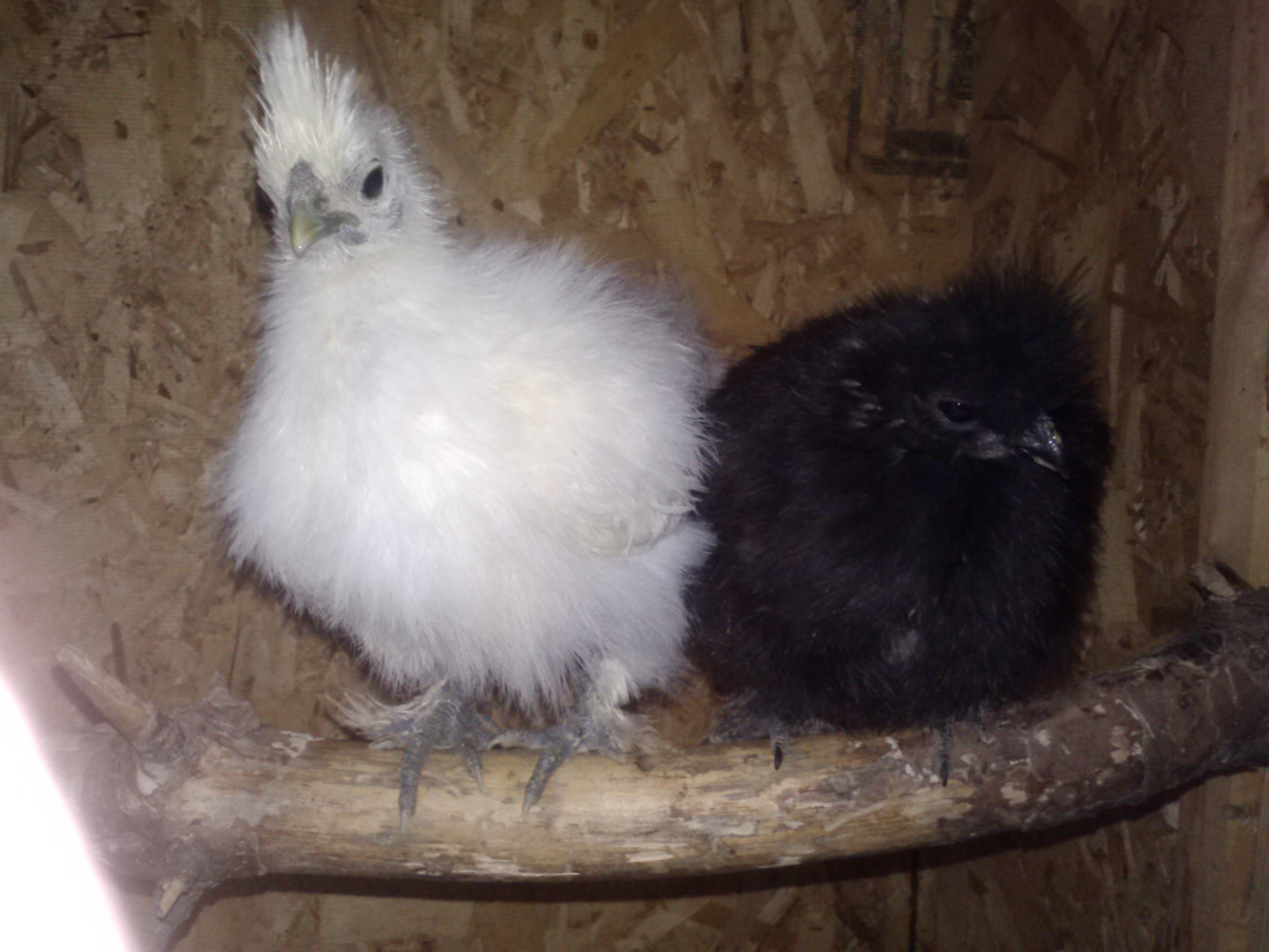 Black dwarf silkie ( Laya ) being compared to my all white bantam silkie 

Laya is 4months old here
The white silkie is 3 months old with no name.