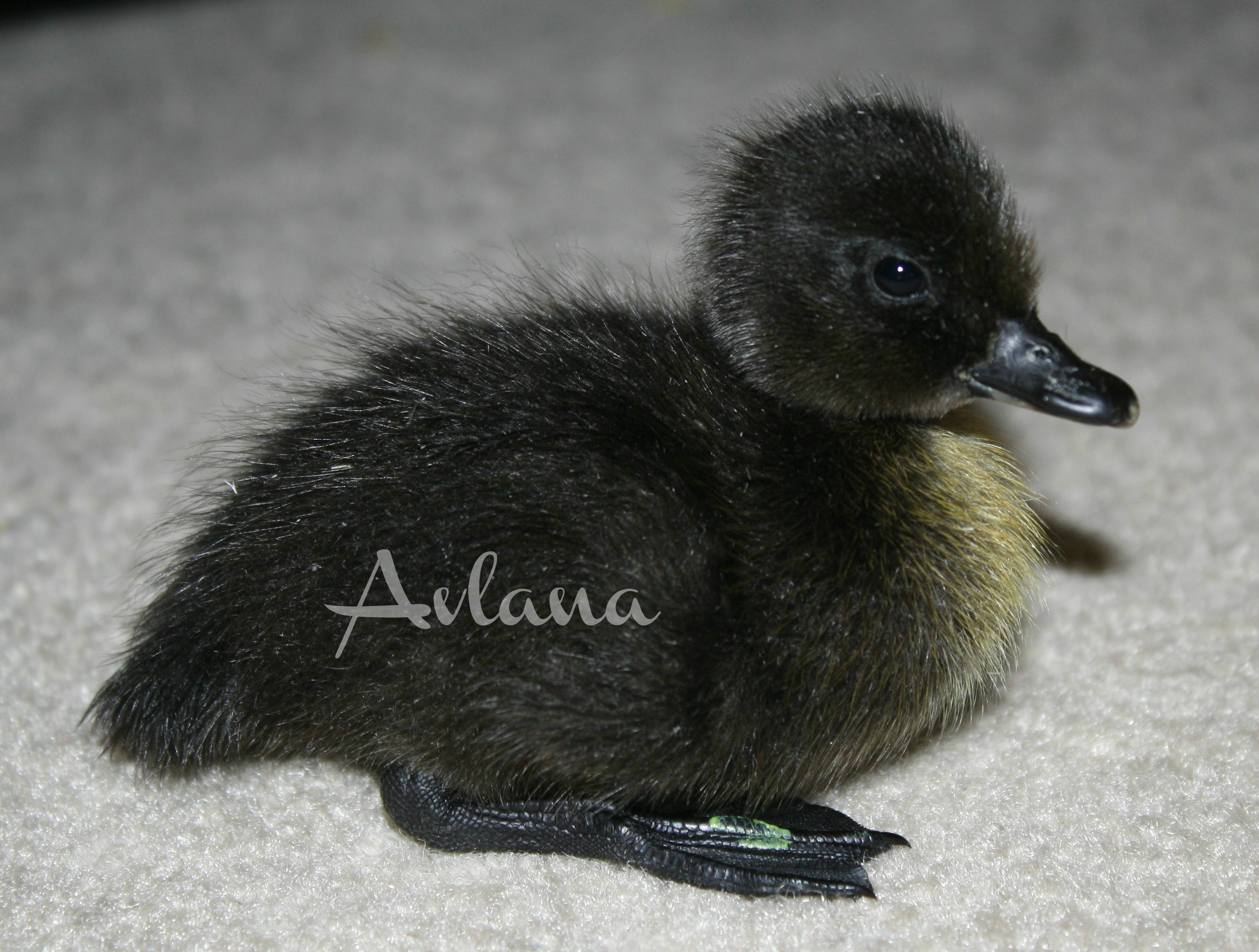 Black East Indie Duckling