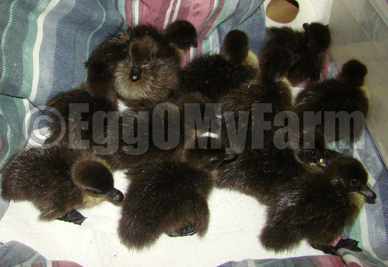 Black East Indy Ducklings