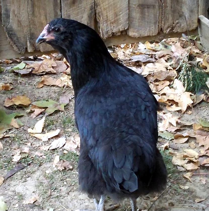 Black easter egger backyard chickens learn how to raise chickens