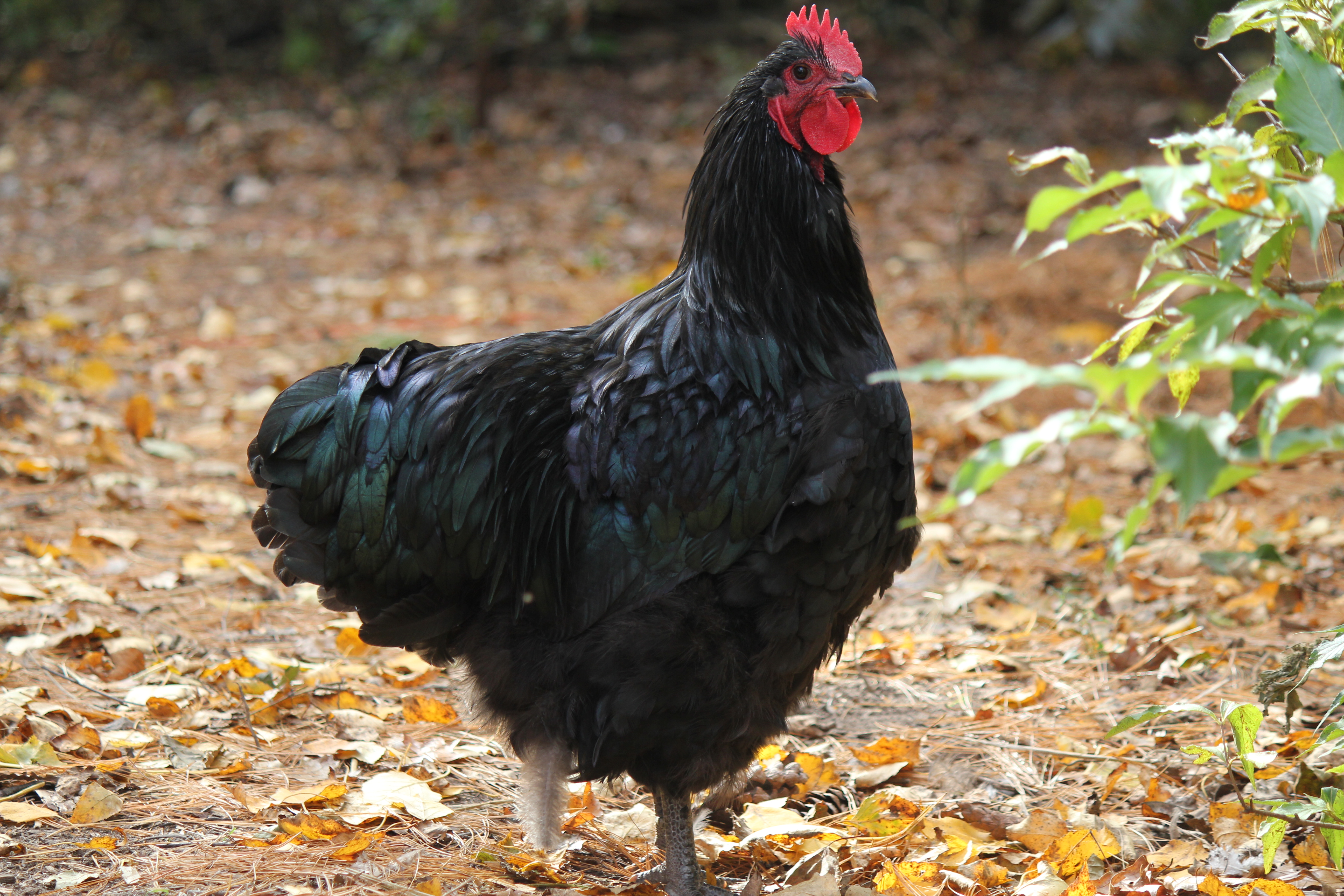 Black English cockerel - 6  months old