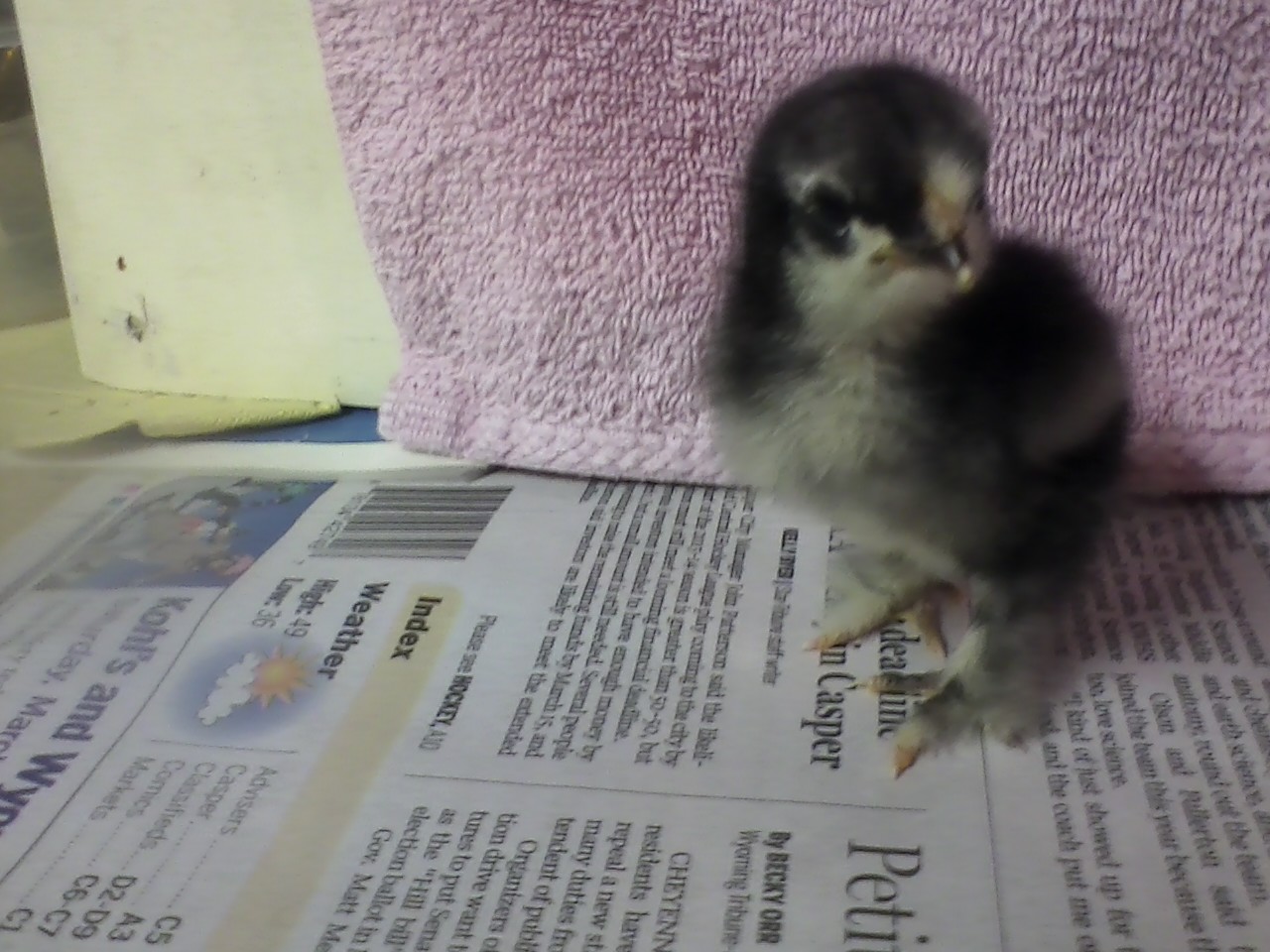 Black Frizzle; 3 days old.