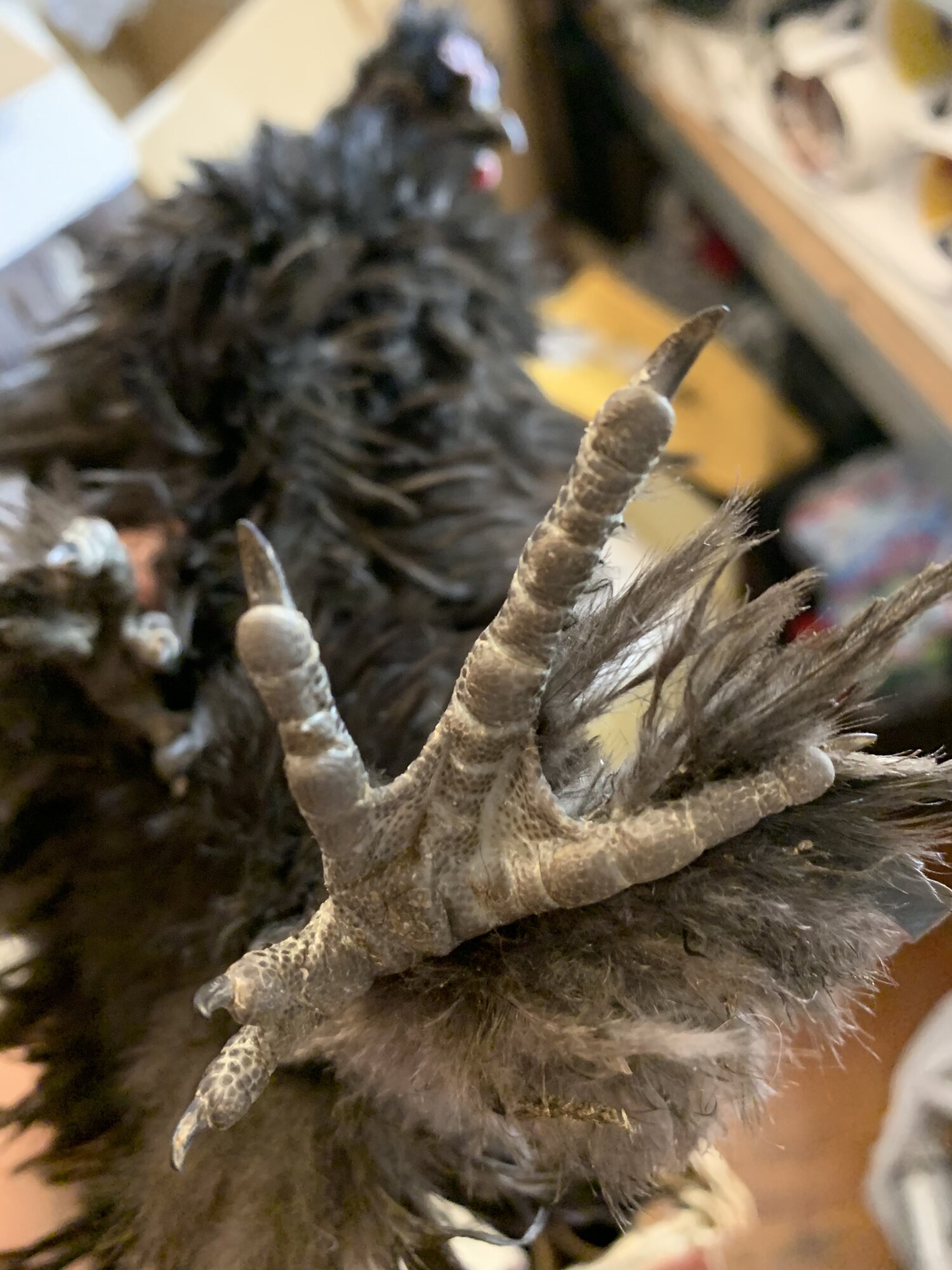 Black Frizzle Foot