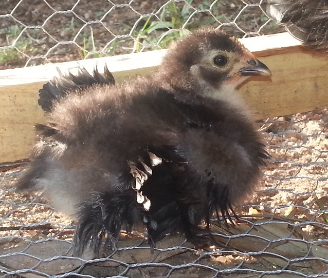 Black frizzle roo 3 weeks old