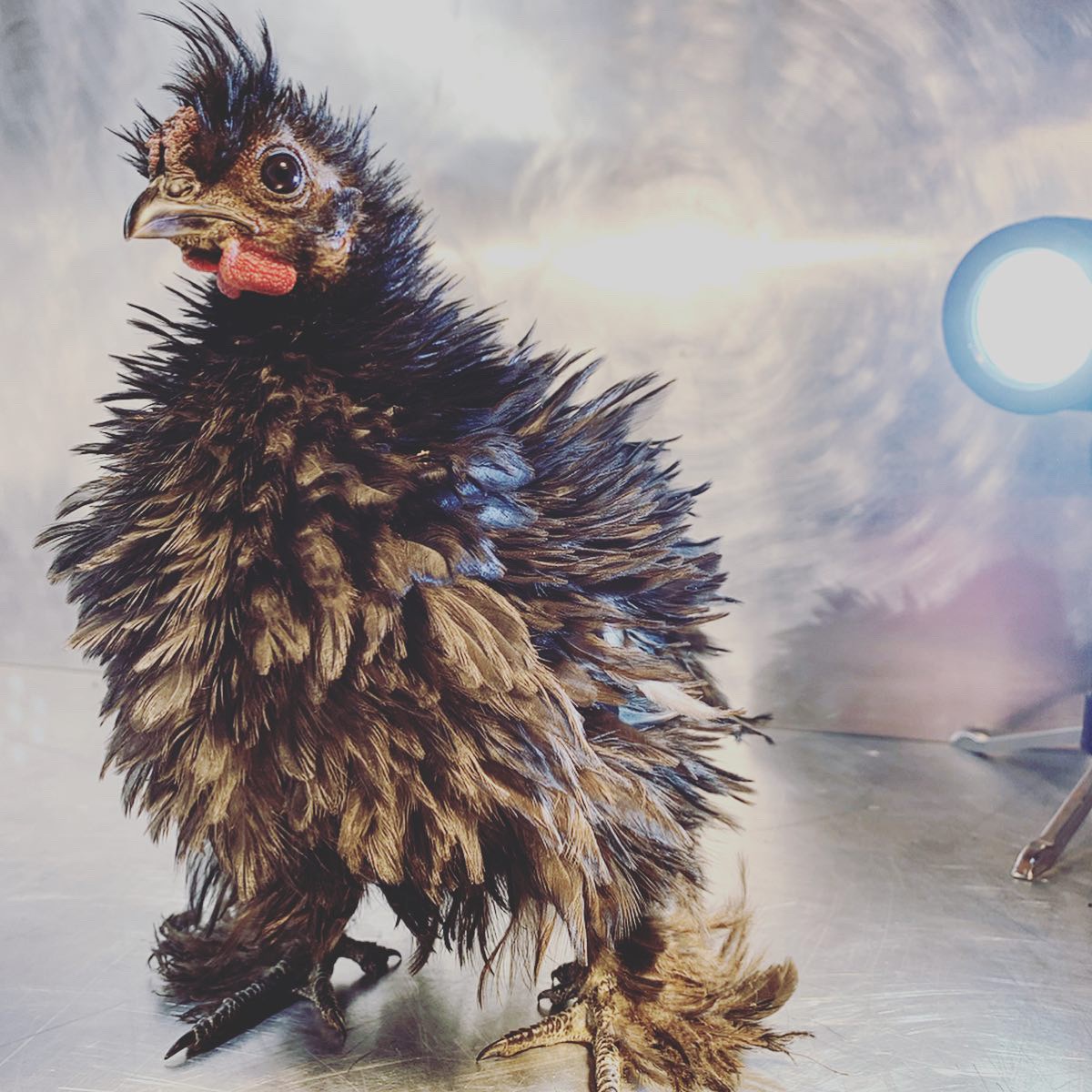 Black Frizzle