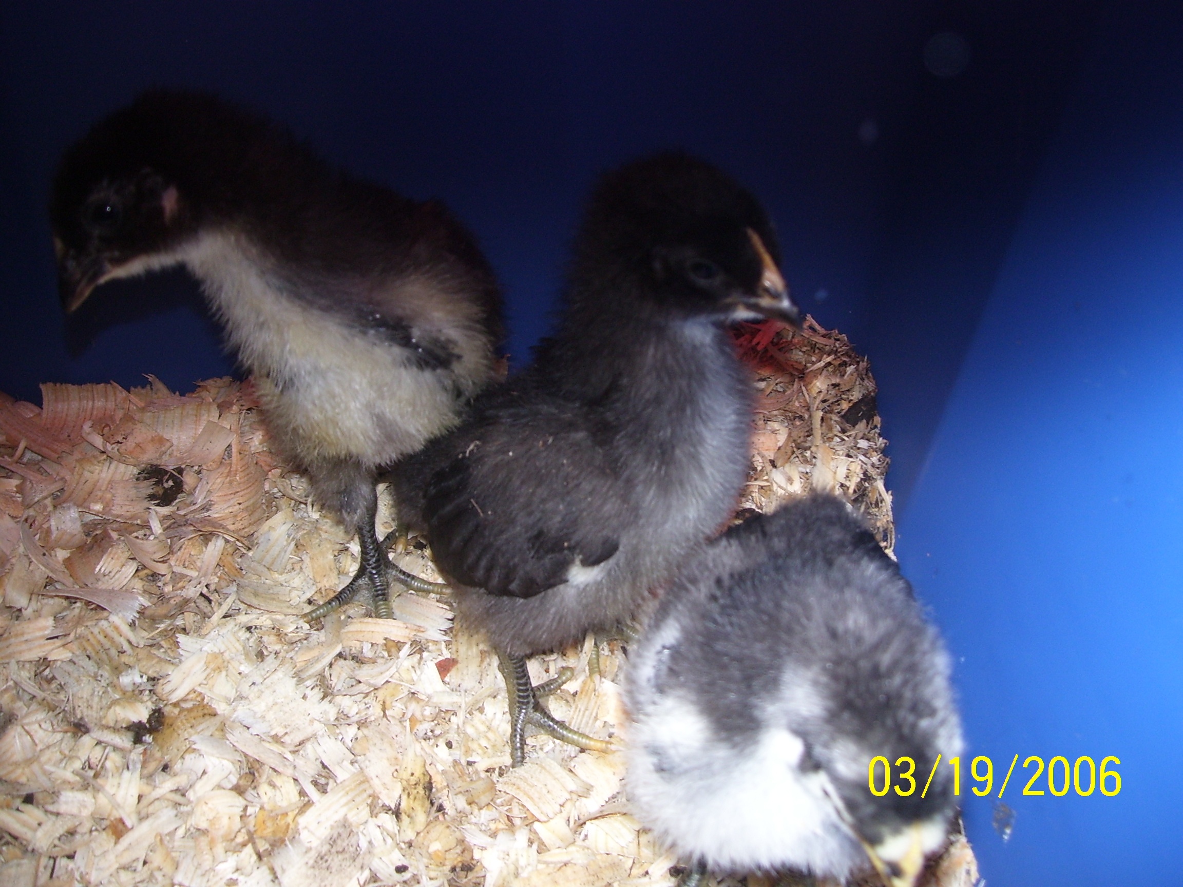 Black Giant chicks