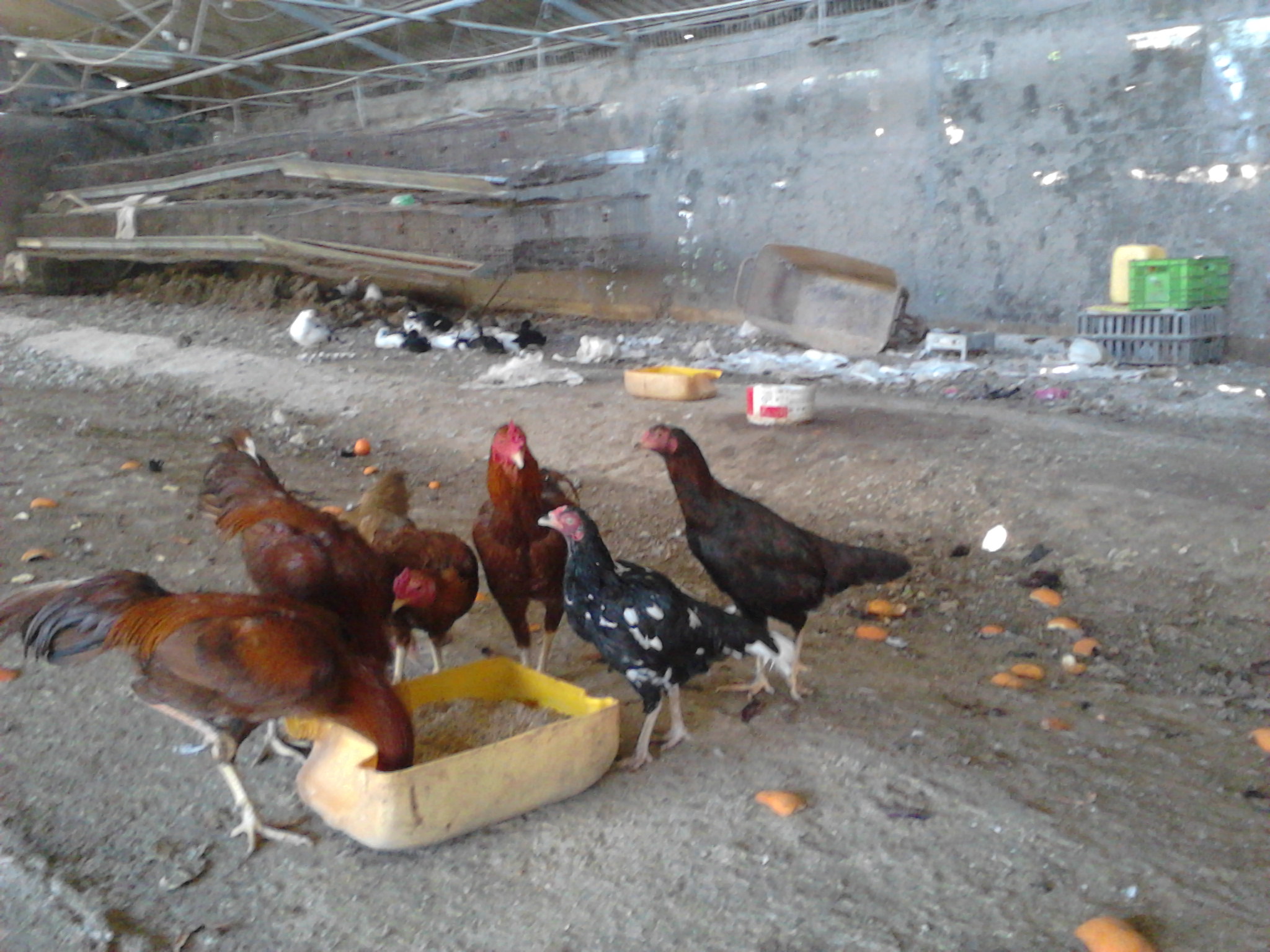 black hen is blind, she lays randomly, so those were the eggs we incubated at home/