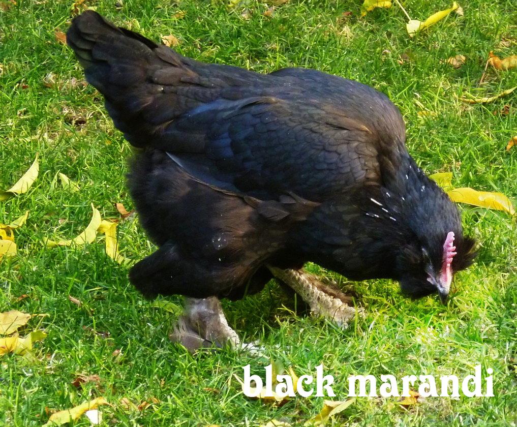 black hen 
marandi