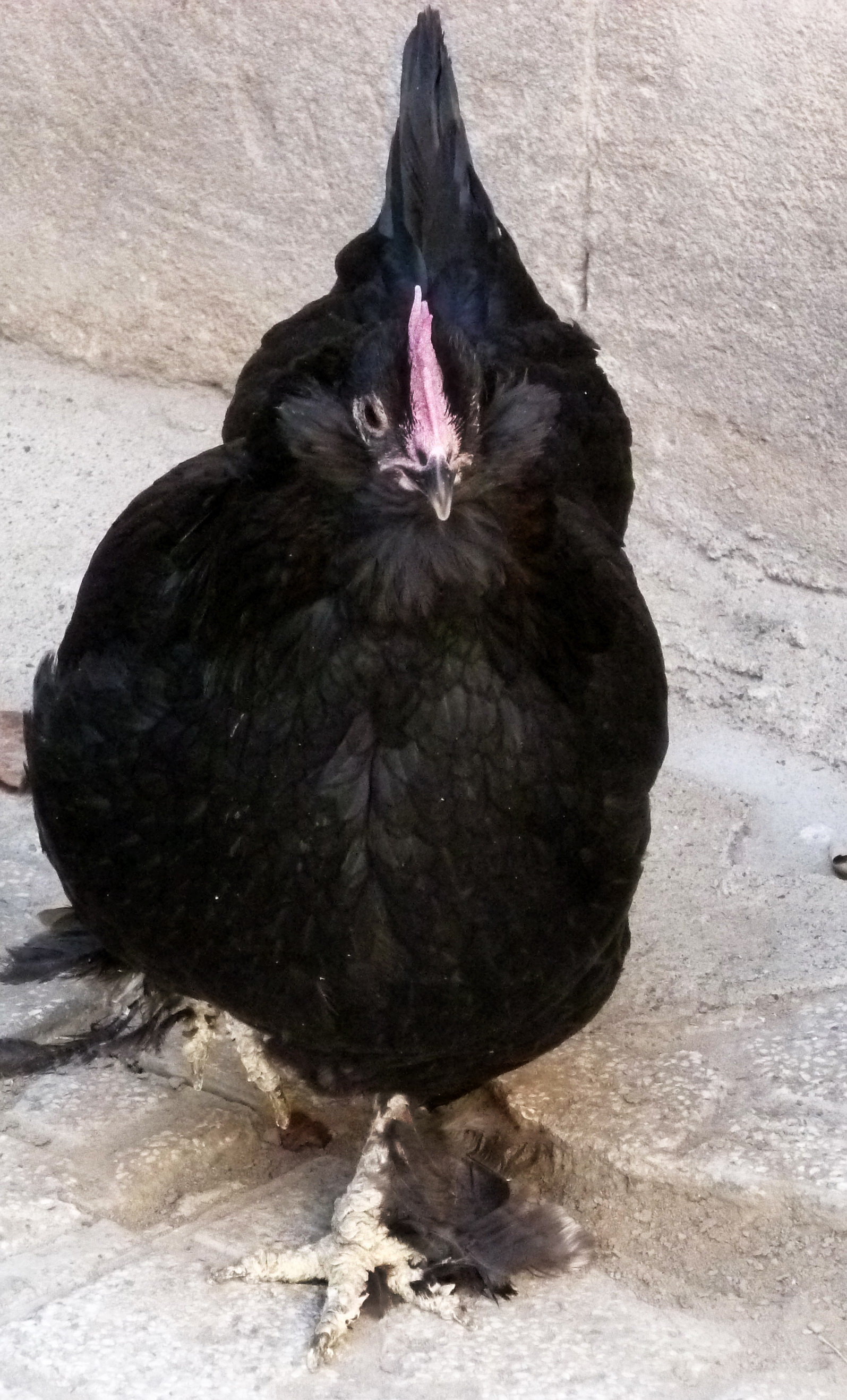 black hen 
marandi