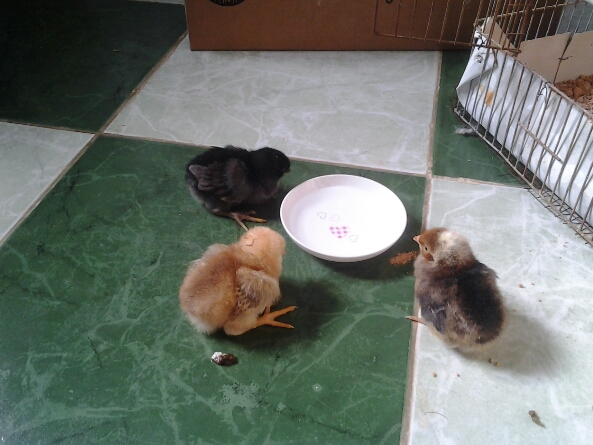 Black is Penguin, multi is Calypso and buff is Braum Stoker. No idea on breeds but less than 1 week old.