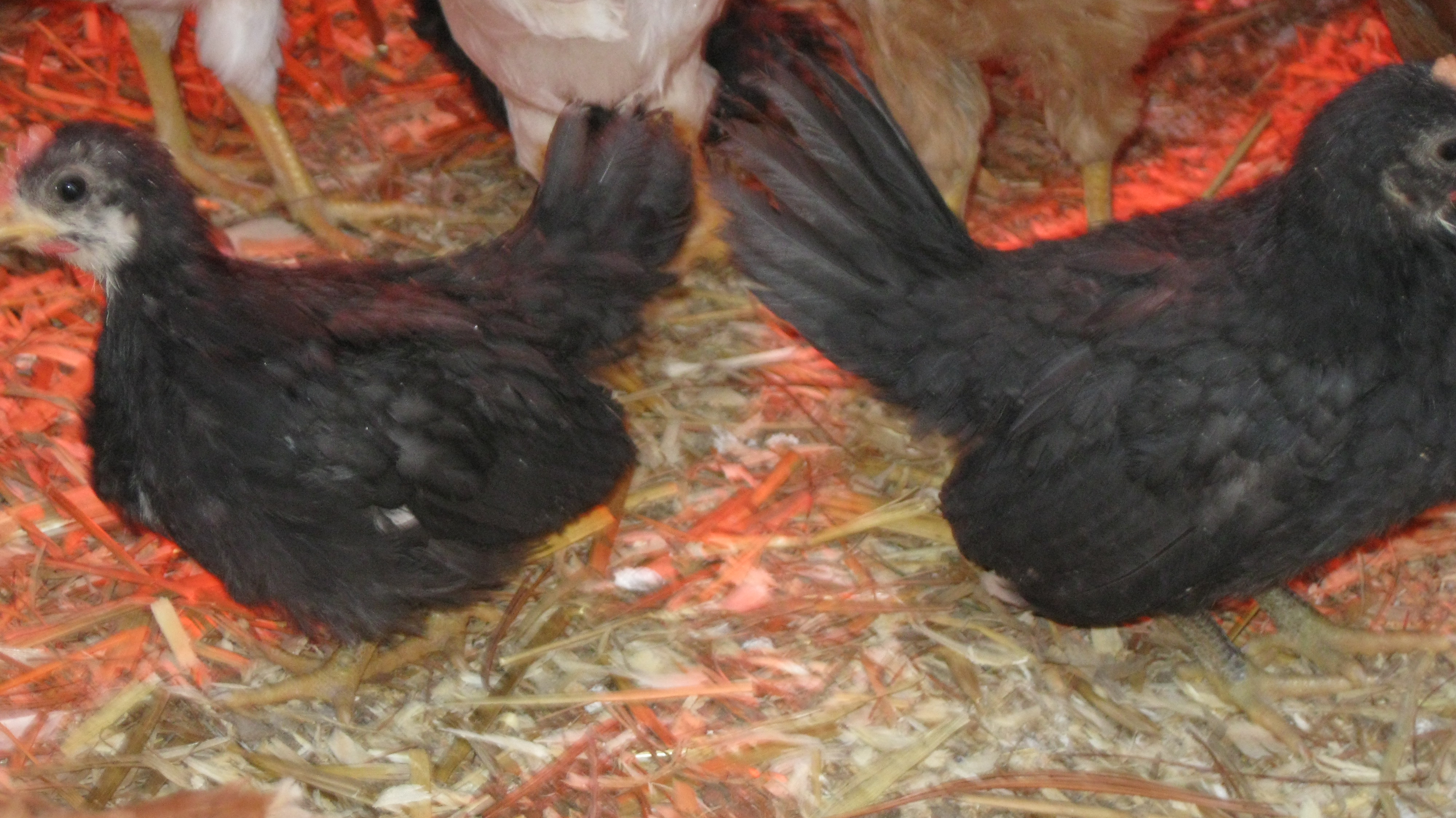 Black Japanese Bantam