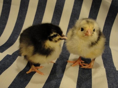 Black Java chicks