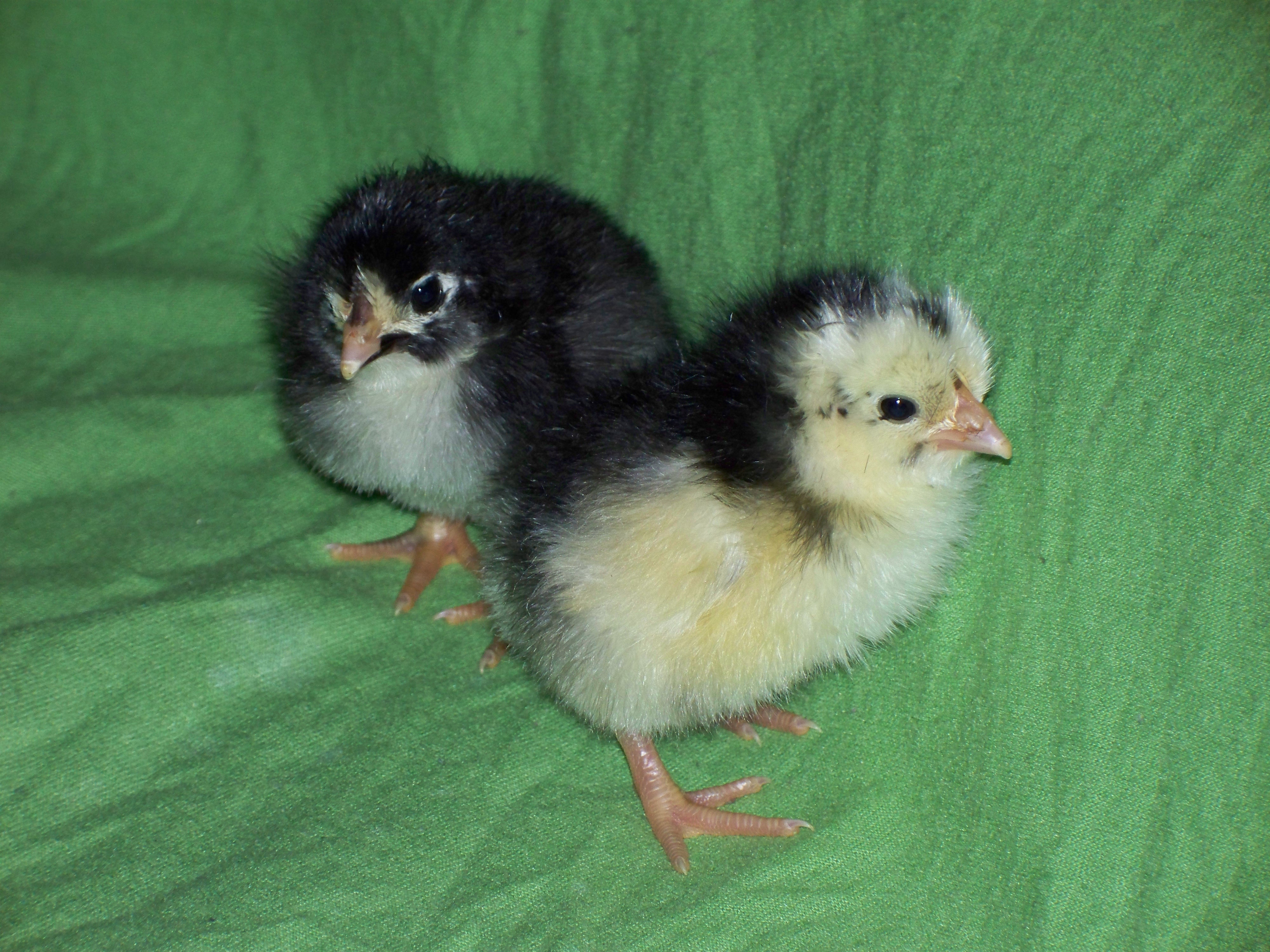Black Java chicks