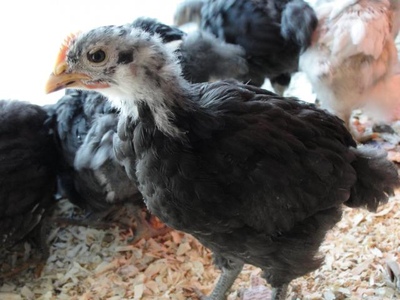 Black Java juvenile