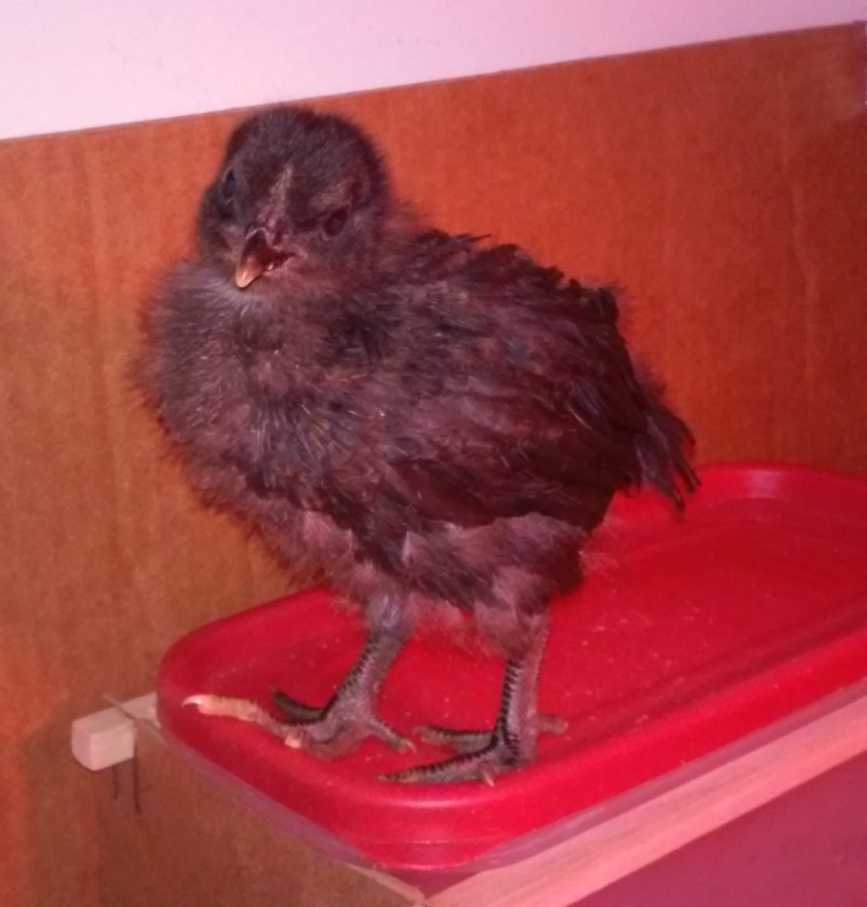 Black Jersey giant, just perching on top of the waterer. 
These birds are strong jumpers!