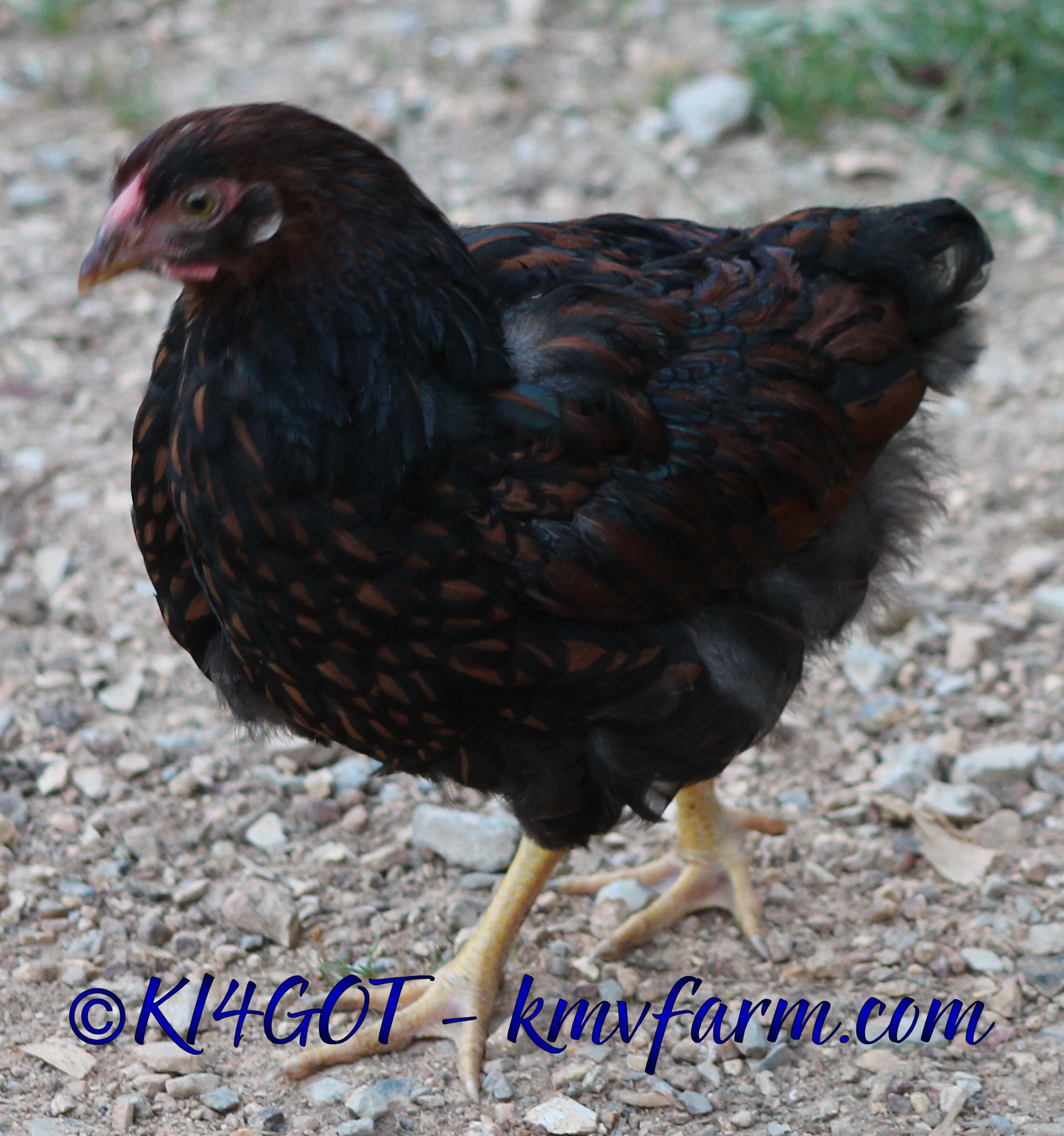 black laced red pullet from my trio