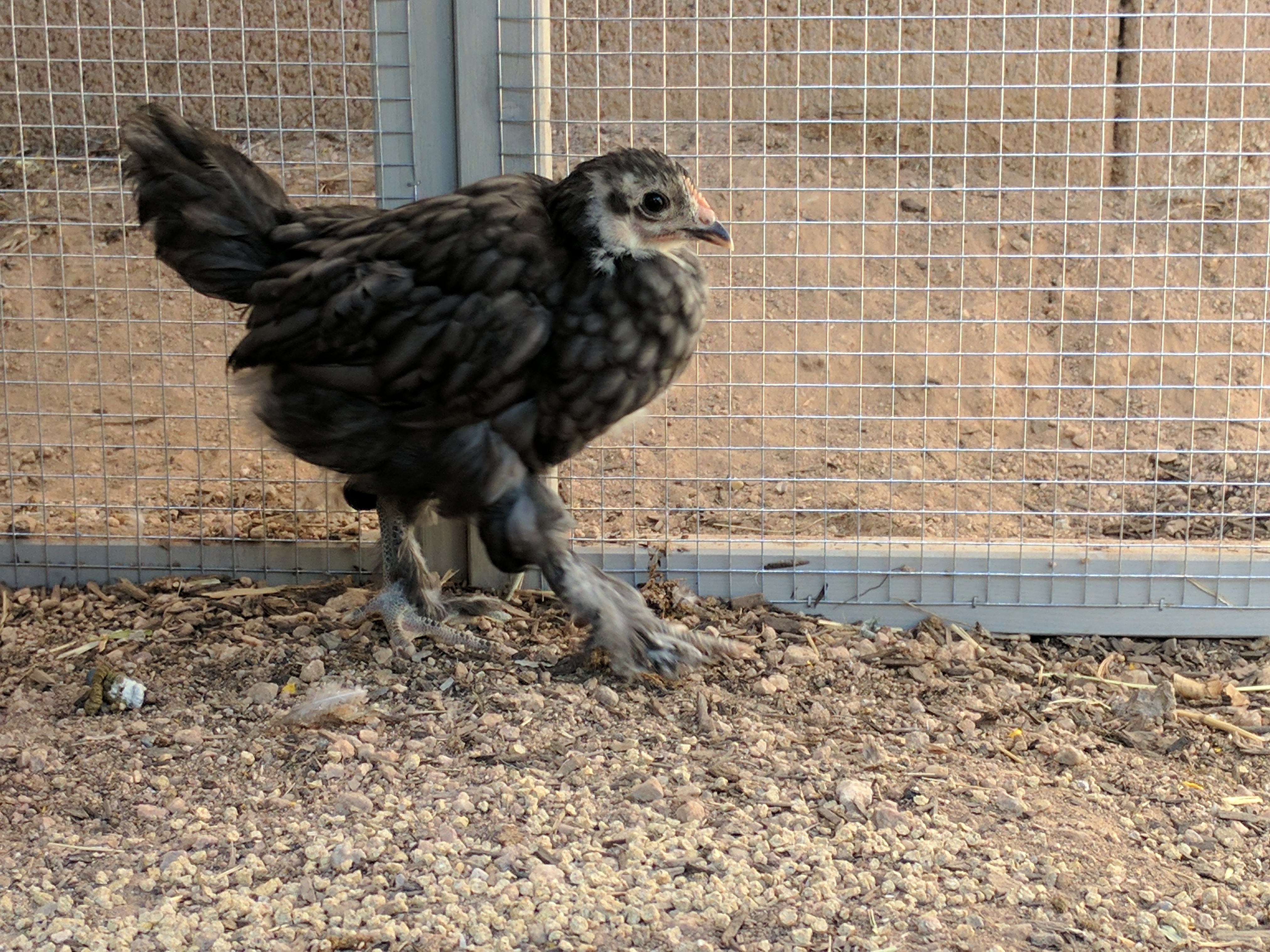 Black Langshan Approx. 5 weeks