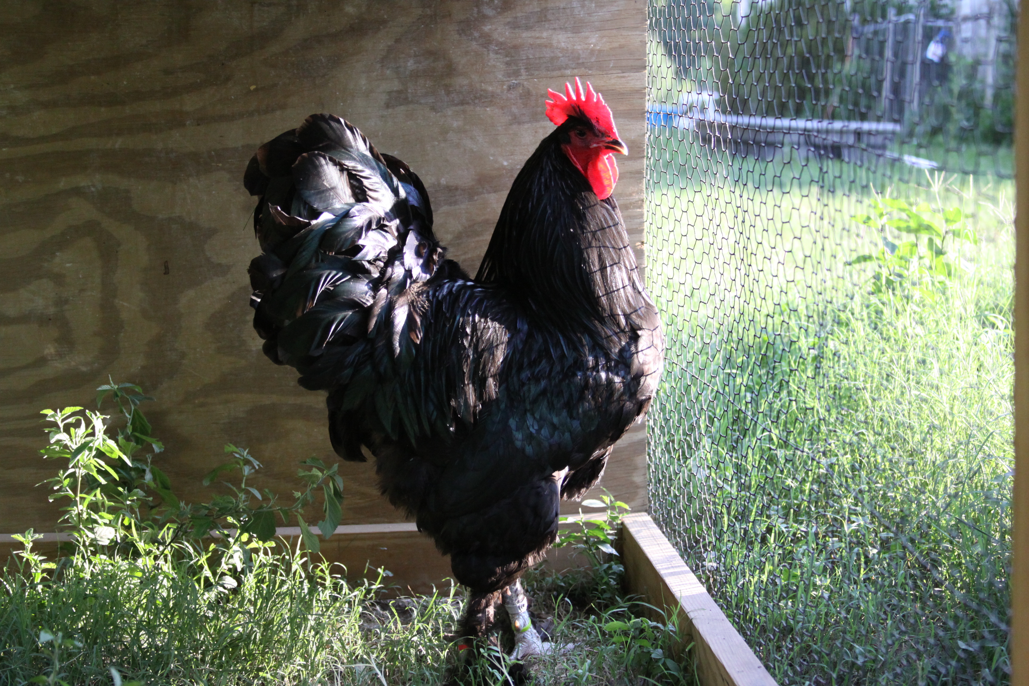 Black Langshan Cockbird   this bird won 4 time large fowl chapion an 2 time reserve show champion