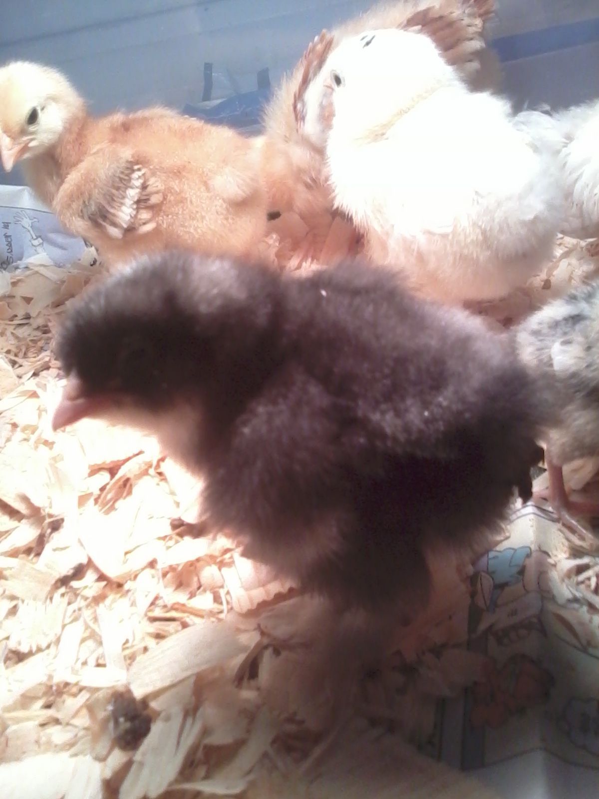 Black Langshen "McGee" he/she is so cute!!