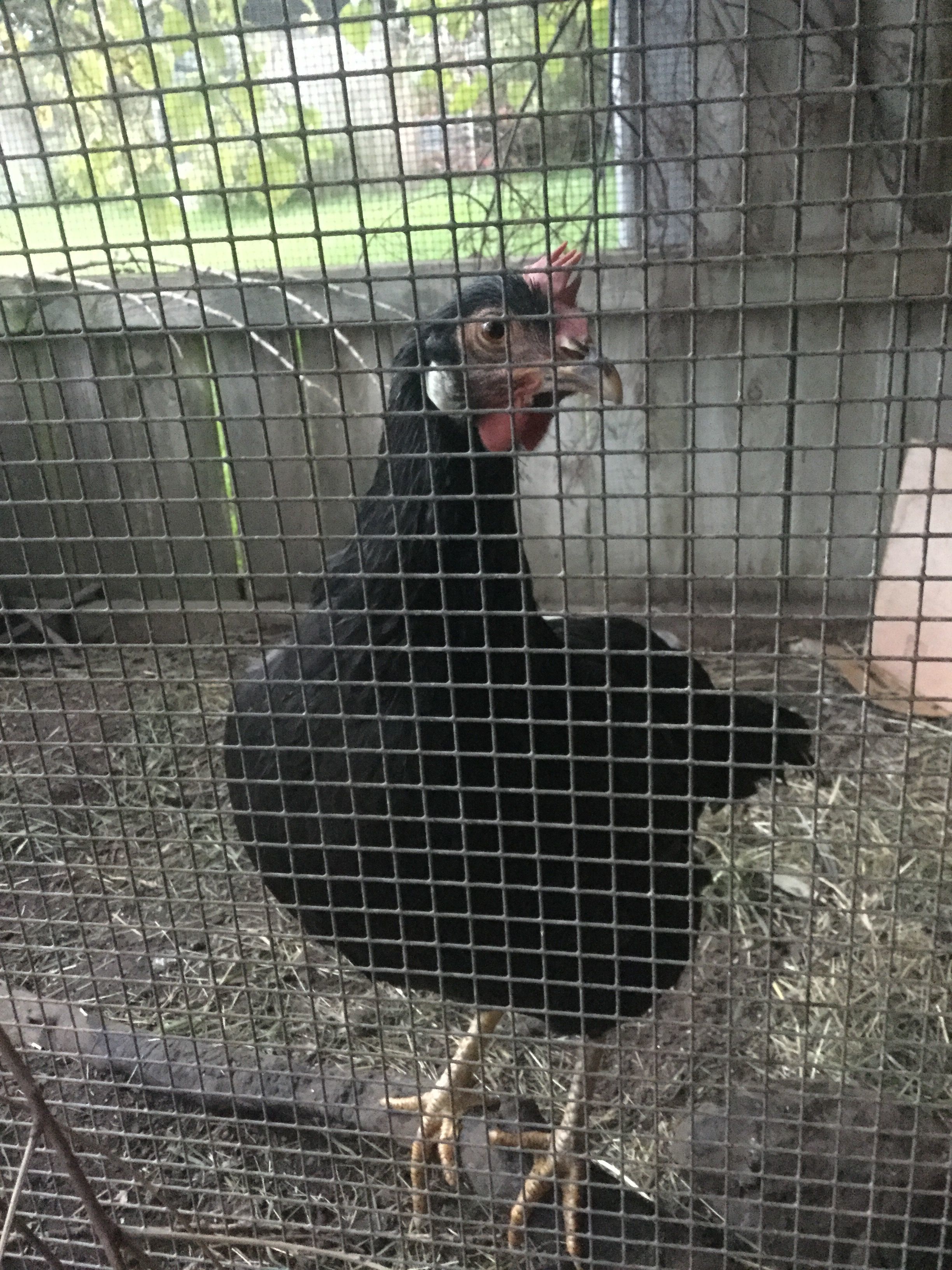 Black leghorn chicken.