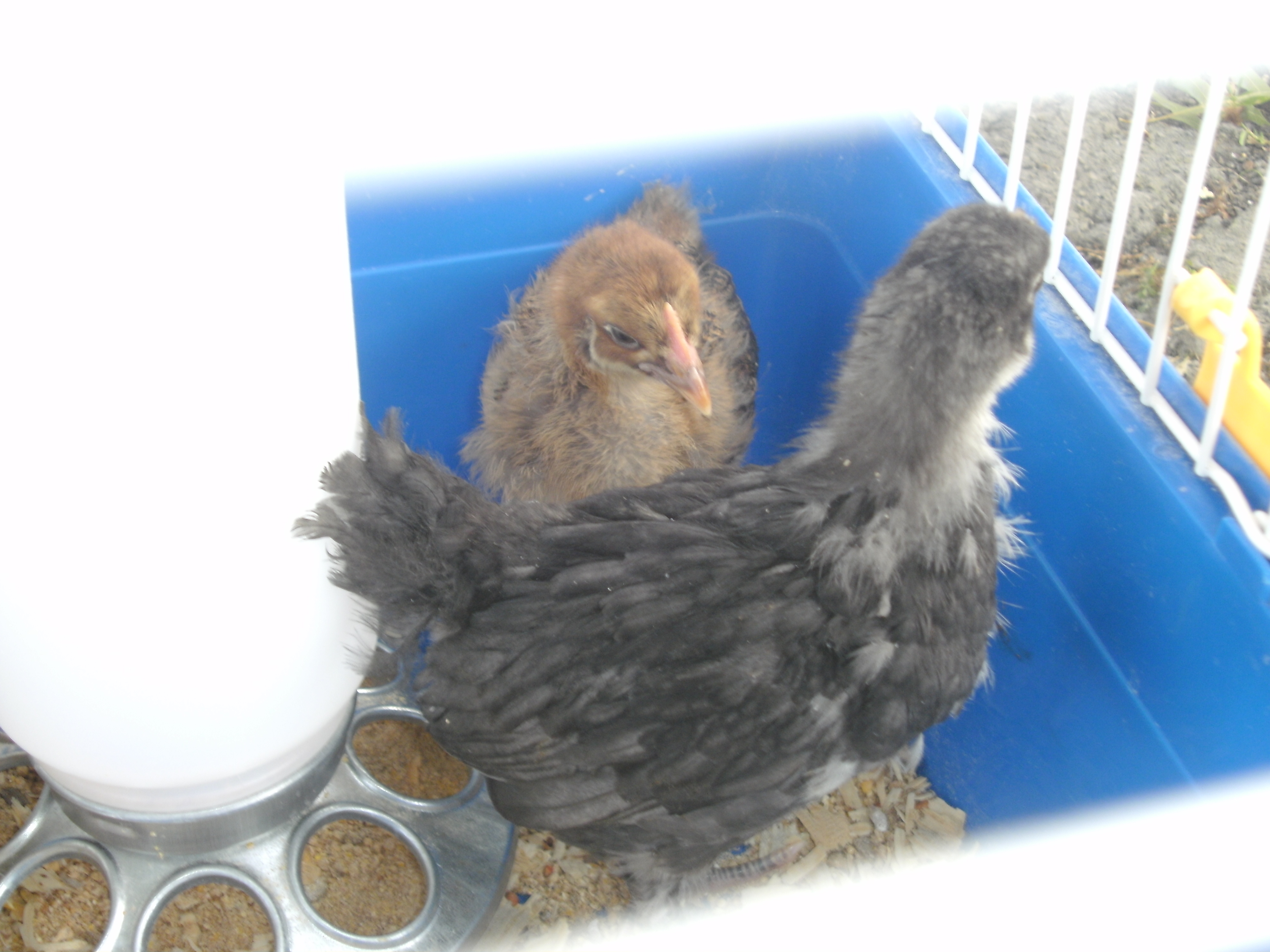black maran