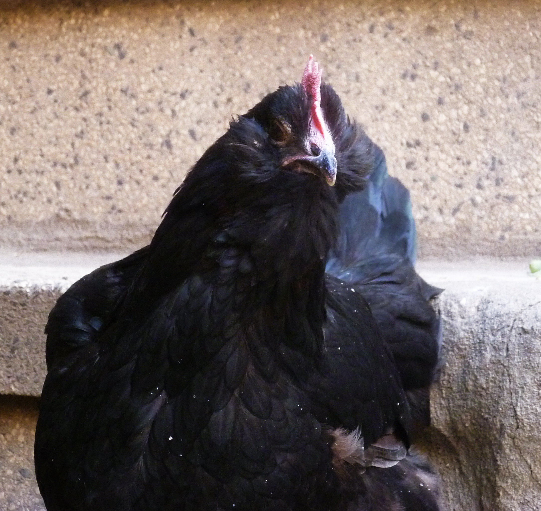 black marand hen