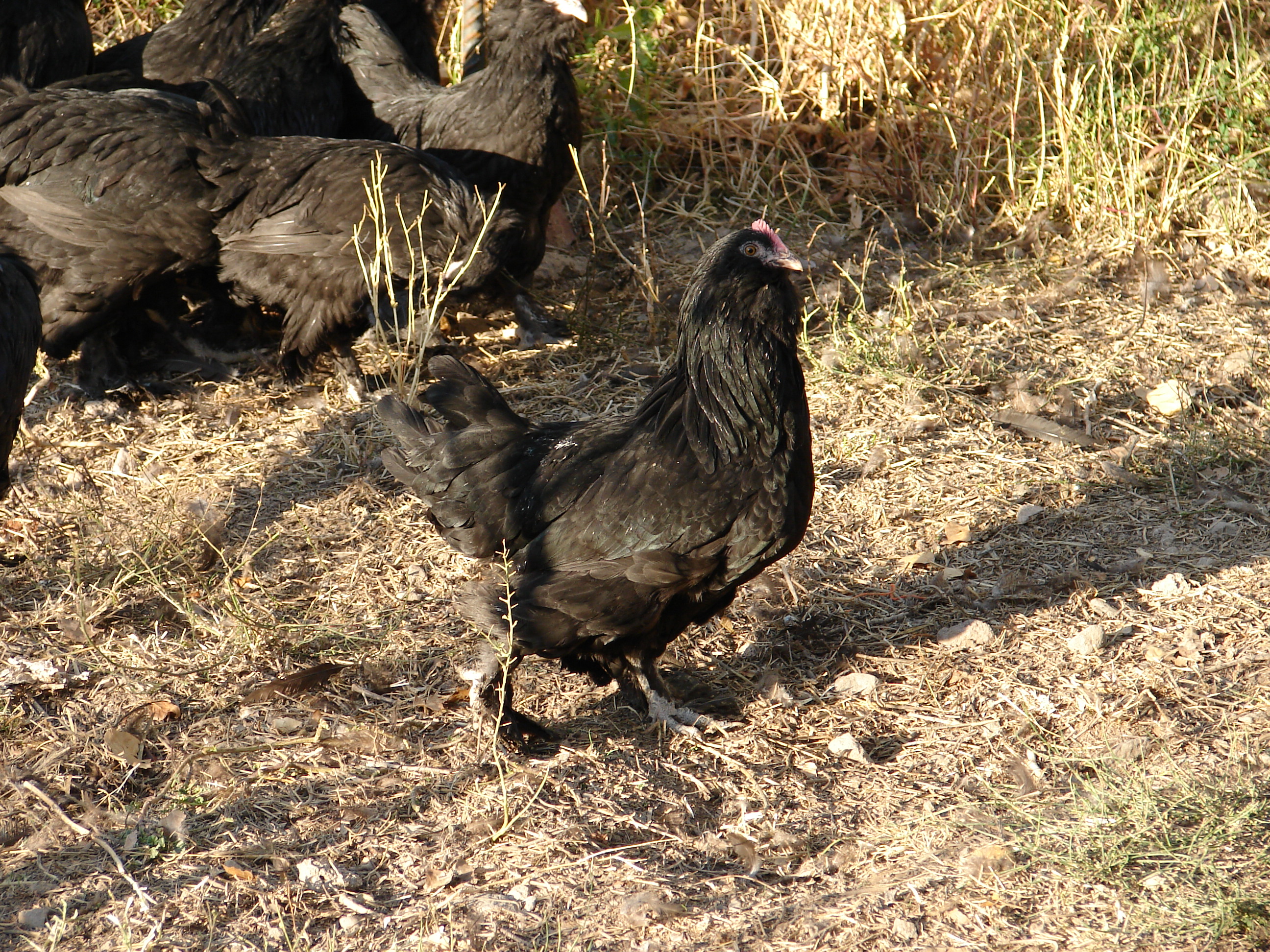 black marandi hen