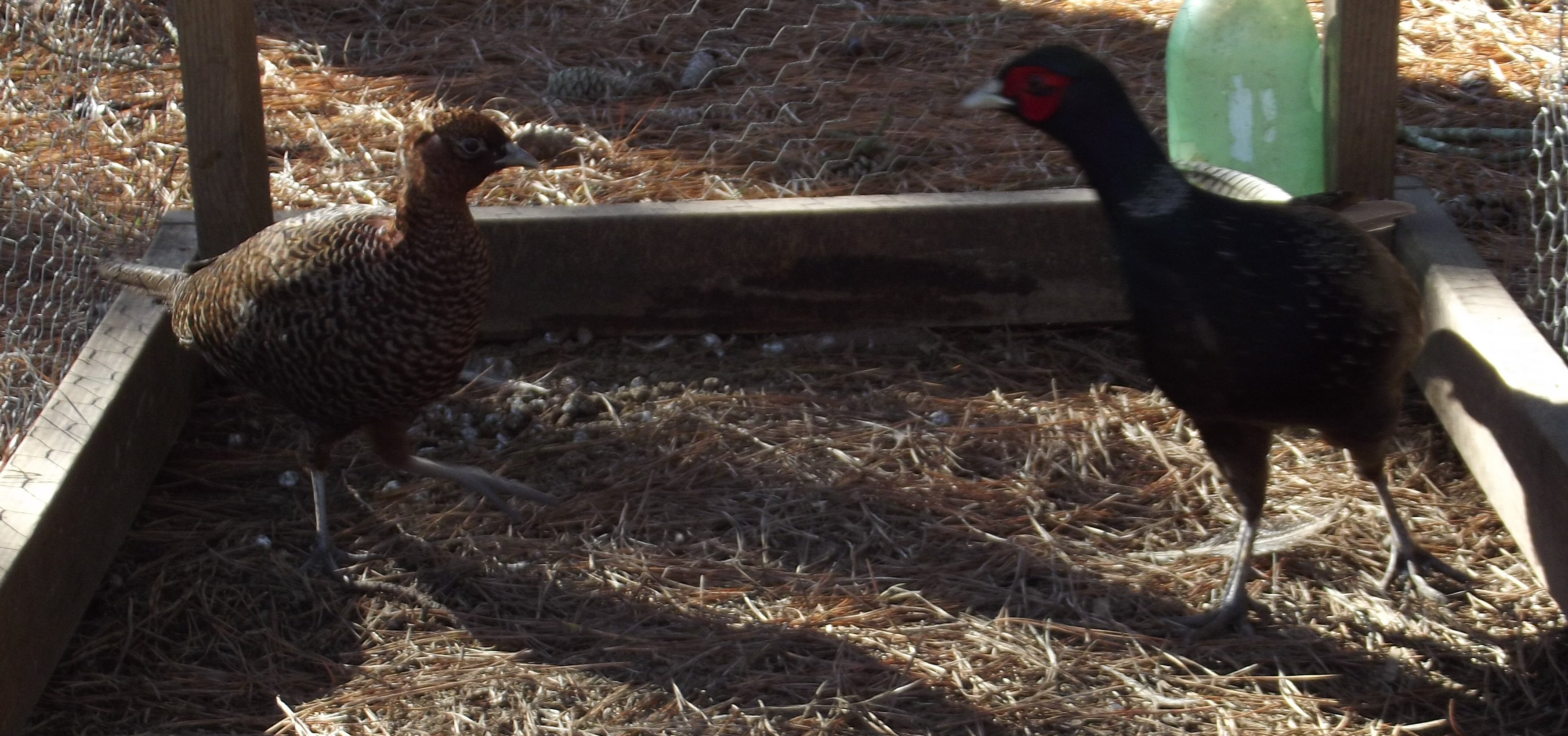 Black Melanistic Pheasant Pair.