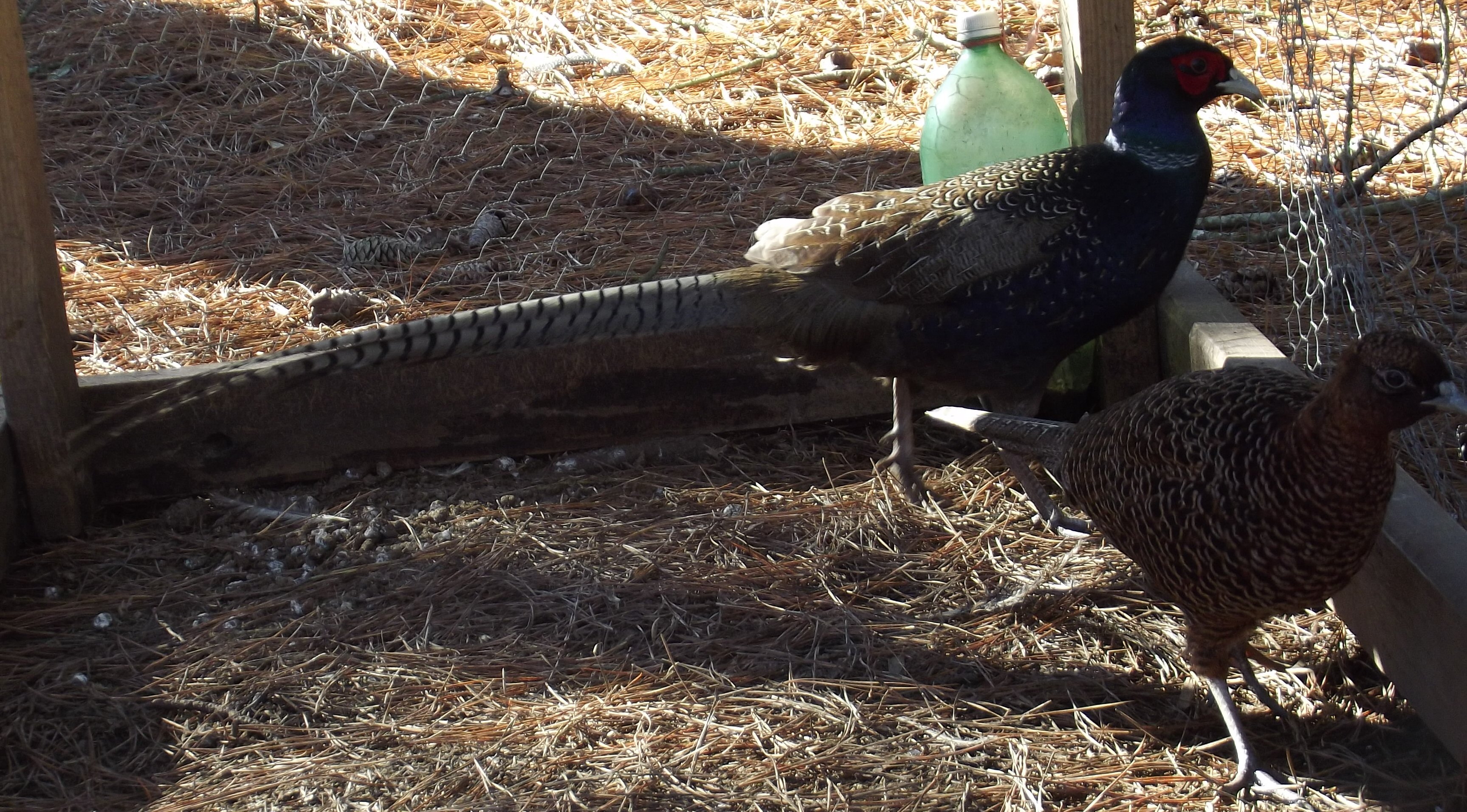 Black Melanistic Pheasants.