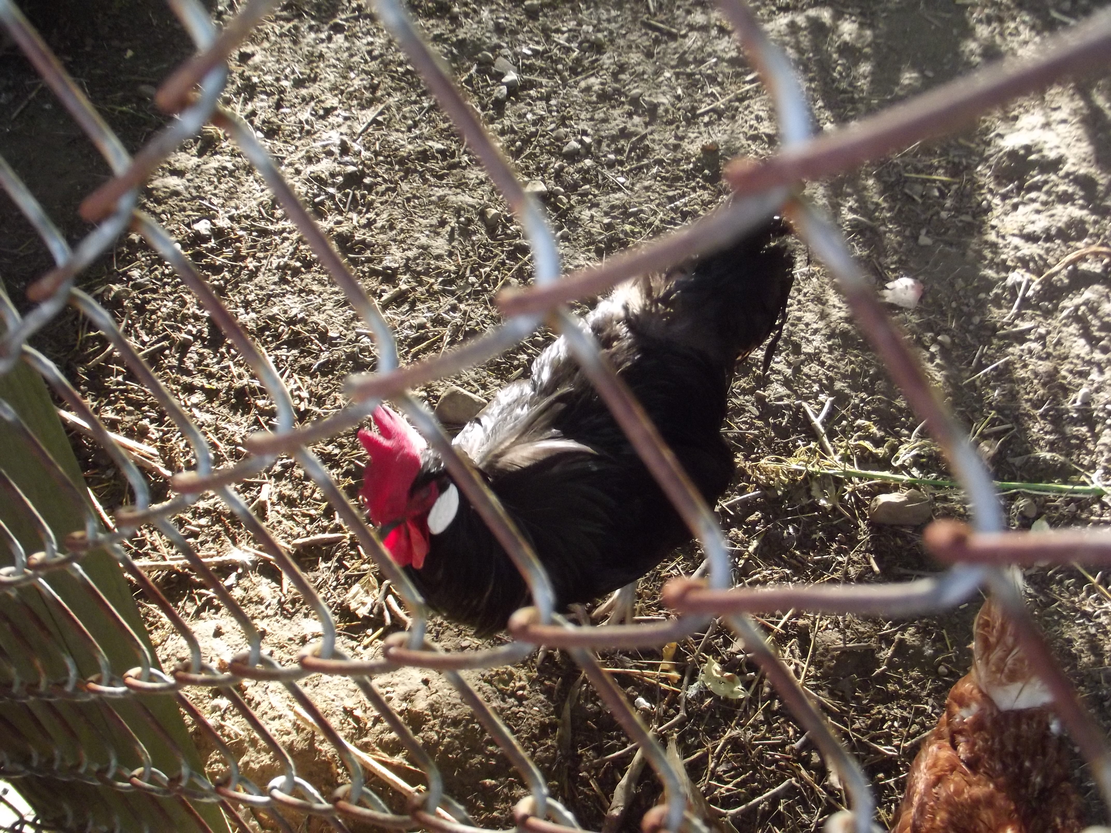 Black Minorca Rooster