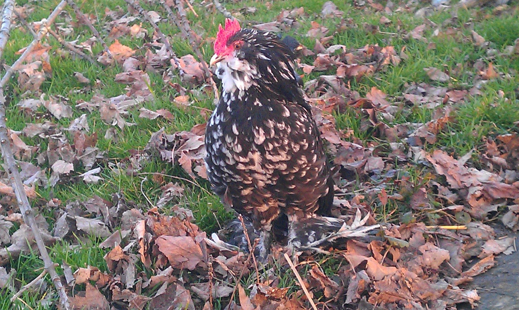 Black Mottled D'Uccle