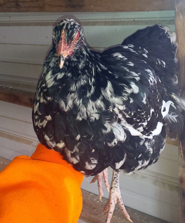Black Mottled Orpington pullet
http://stagecoachpoultry.com/orpington-chickens/item/black-mottled-oprington