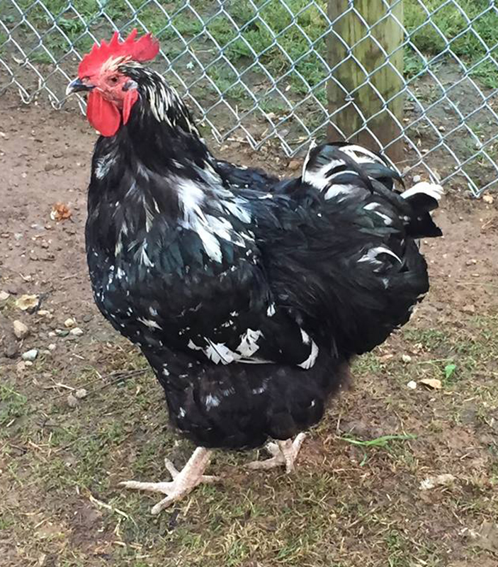 Black Mottled Orpington Rooster
http://stagecoachpoultry.com/orpington-chickens/item/black-mottled-orpingtons