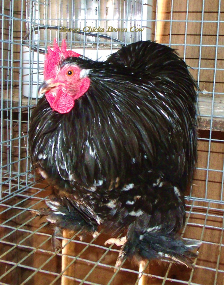 Black Mottled Roo Bantam