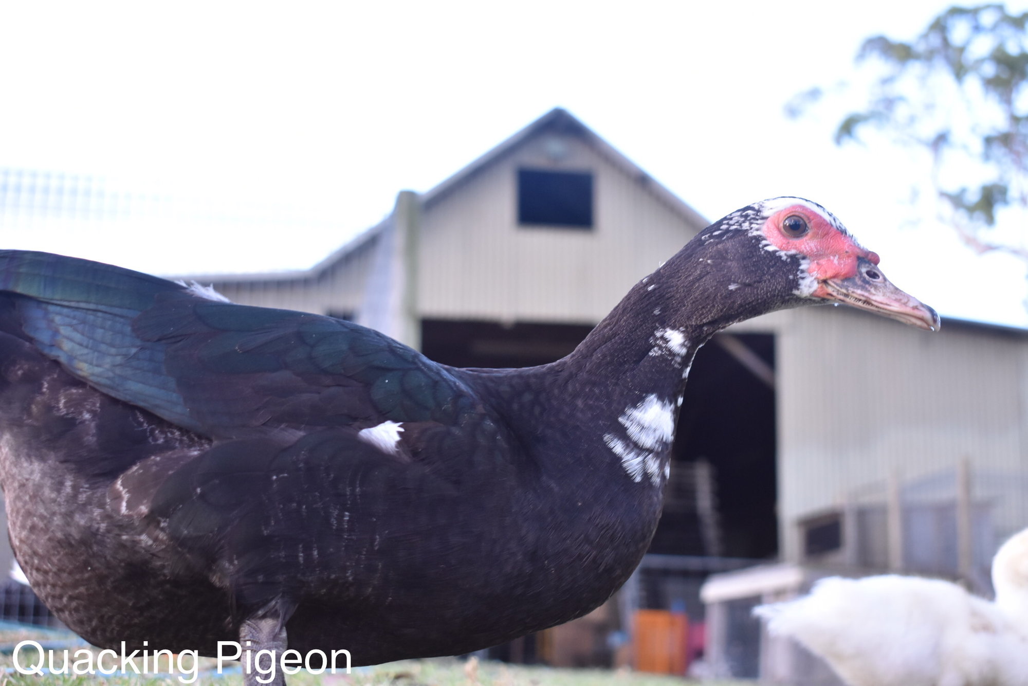 Black Muscovy duck