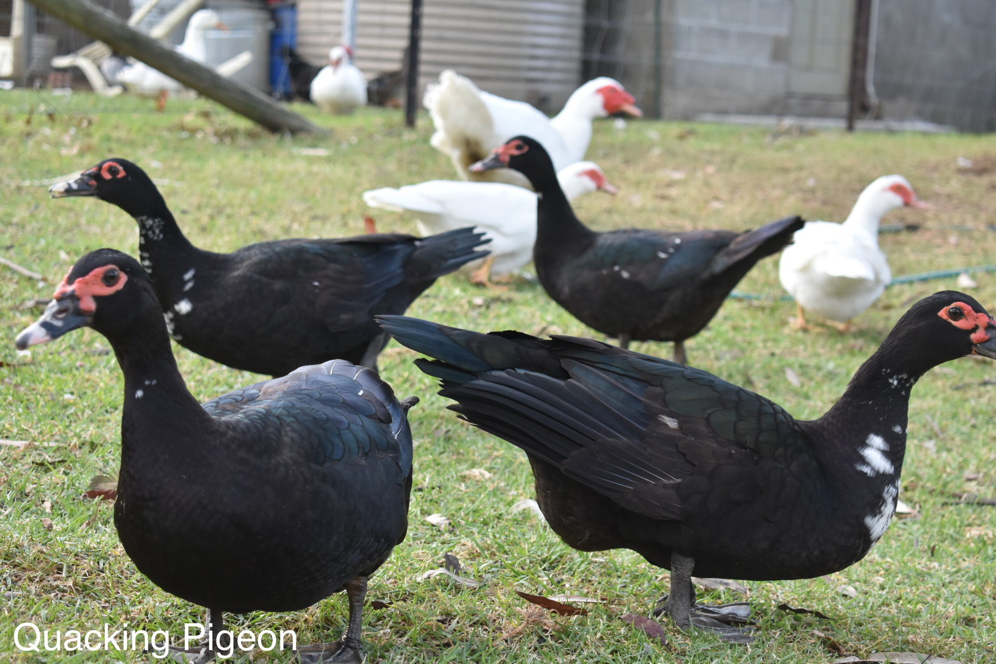 Black Muscovy Ducks | BackYard Chickens - Learn How to Raise Chickens