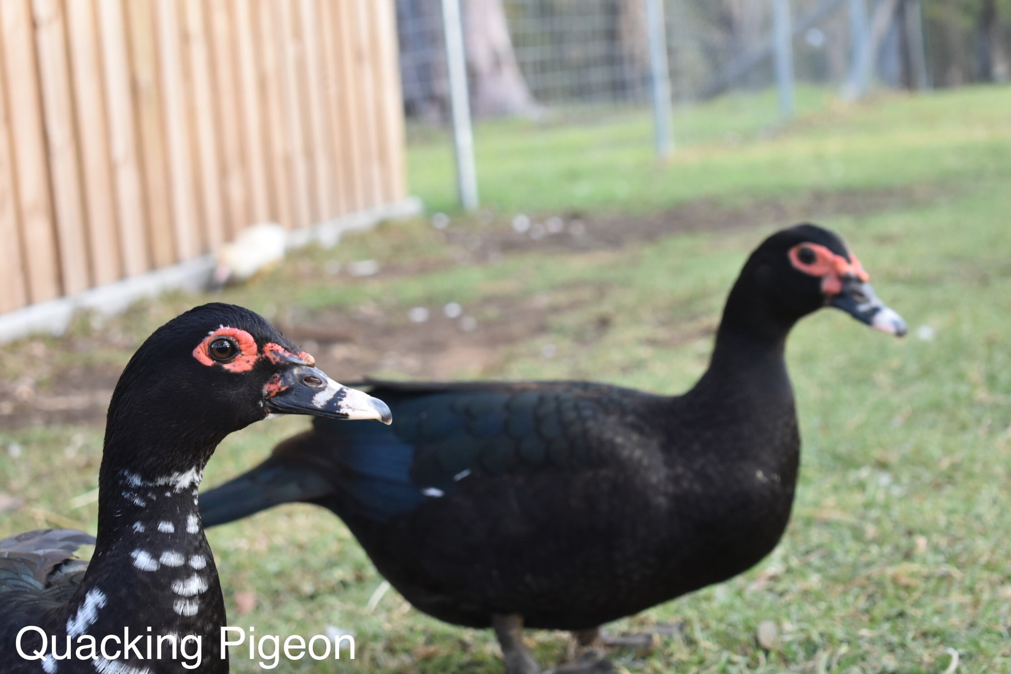 Black Muscovy ducks