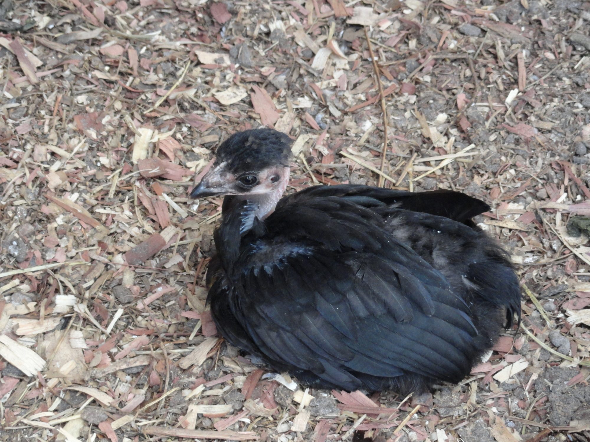 black NN pullet 1/22/12