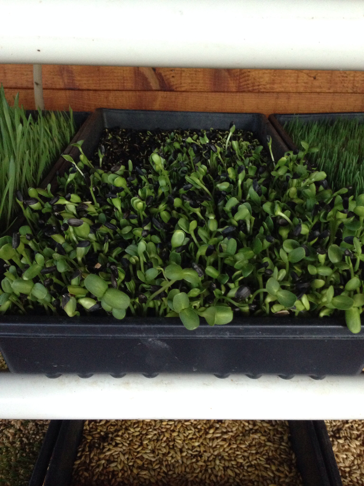 Black oil sunflower seeds sprouting